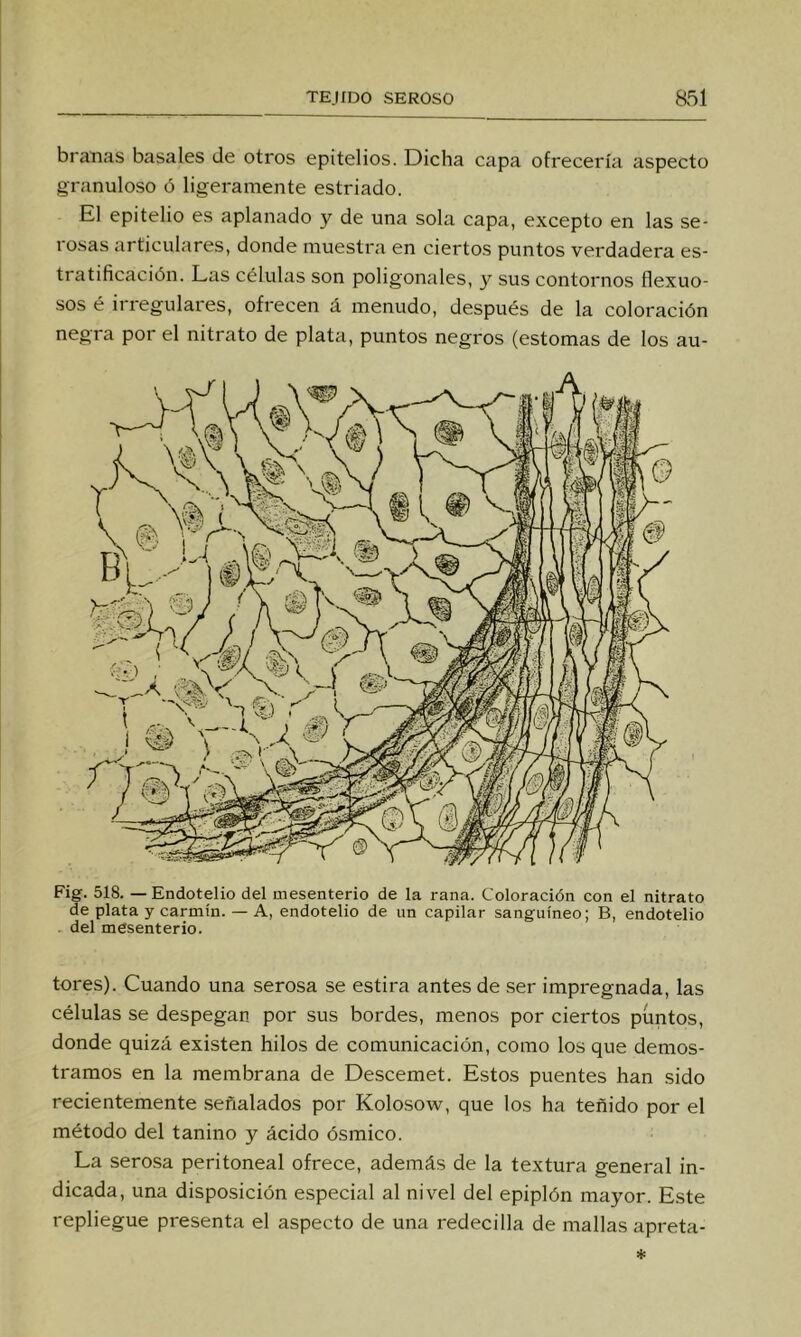 branas básales de otros epitelios. Dicha capa ofrecería aspecto granuloso ó ligeramente estriado. El epitelio es aplanado y de una sola capa, excepto en las se- rosas articulares, donde muestra en ciertos puntos verdadera es- tratificación. Las células son poligonales, y sus contornos flexuo- sos é irregulares, ofrecen á menudo, después de la coloración negra por el nitrato de plata, puntos negros (estomas de los au- Fig. 518. — Endotelio del mesenterio de la rana. Coloración con el nitrato de plata y carmín. — A, endotelio de un capilar sanguíneo; B, endotelio del mesenterio. tores). Cuando una serosa se estira antes de .ser impregnada, las células se despegan por sus bordes, menos por ciertos puntos, donde quizá existen hilos de comunicación, como los que demos- tramos en la membrana de Descemet. Estos puentes han sido recientemente .señalados por Kolosow, que los ha teñido por el método del tanino y ácido ósmico. La serosa peritoneal ofrece, además de la textura general in- dicada, una disposición especial al nivel del epiplón mayor. Este repliegue presenta el aspecto de una redecilla de mallas apreta-