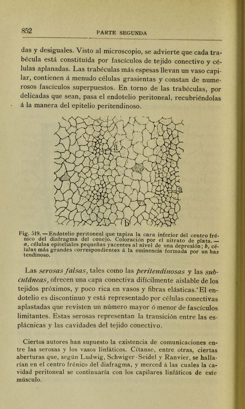 das y desiguales. Visto al microscopio, se advierte que cada tra- bécula está constituida por fascículos de tejido conectivo y cé- lulas aplanadas. Las trabéculas más espesas llevan un vaso capi- lar, contienen á menudo células grasicntas y constan de nume- rosos fascículos superpuestos. En torno de las trabéculas, por delicadas que sean, pasa el endotelio peritoneal, recubriéndolas á la manera del epitelio peritendinoso. Fig. ol9. — Endotelio peritoneal que tapiza la cara inferior del centro fré- nico del diafragma del conejo. Coloración por el nitrato de plata — a, células epiteliales pequeñas yacentes al nivel de una depresión - h cé- lulas más grandes correspondientes á la eminencia formada por ún'haz tendinoso. Las serosas falsas, tales como las peritendinosas y las stih- cutáneas, ofrecen una capa conectiva difícilmente aislable de los tejidos próximos, y poco rica en vasos y fibras elásticas.'El en- dotelio es discontinuo y está representado por células conectivas aplastadas que revisten un número mayor ó menor de fascículos limitantes. Estas serosas representan la transición entre las es- plácnicas y las cavidades del tejido conectivo. Ciertos autores han supuesto la existencia de comunicaciones en- tre las serosas y los vasos linfáticos. Cítanse, entre otras, ciertas aberturas que, según Ludwig, Schwiger-Seidel y Ranvier, se halla- rían en el centro frénico del diafragma, y merced á las cuales la ca- vidad peritoneal se continuaría con los capilares linfáticos de este músculo.