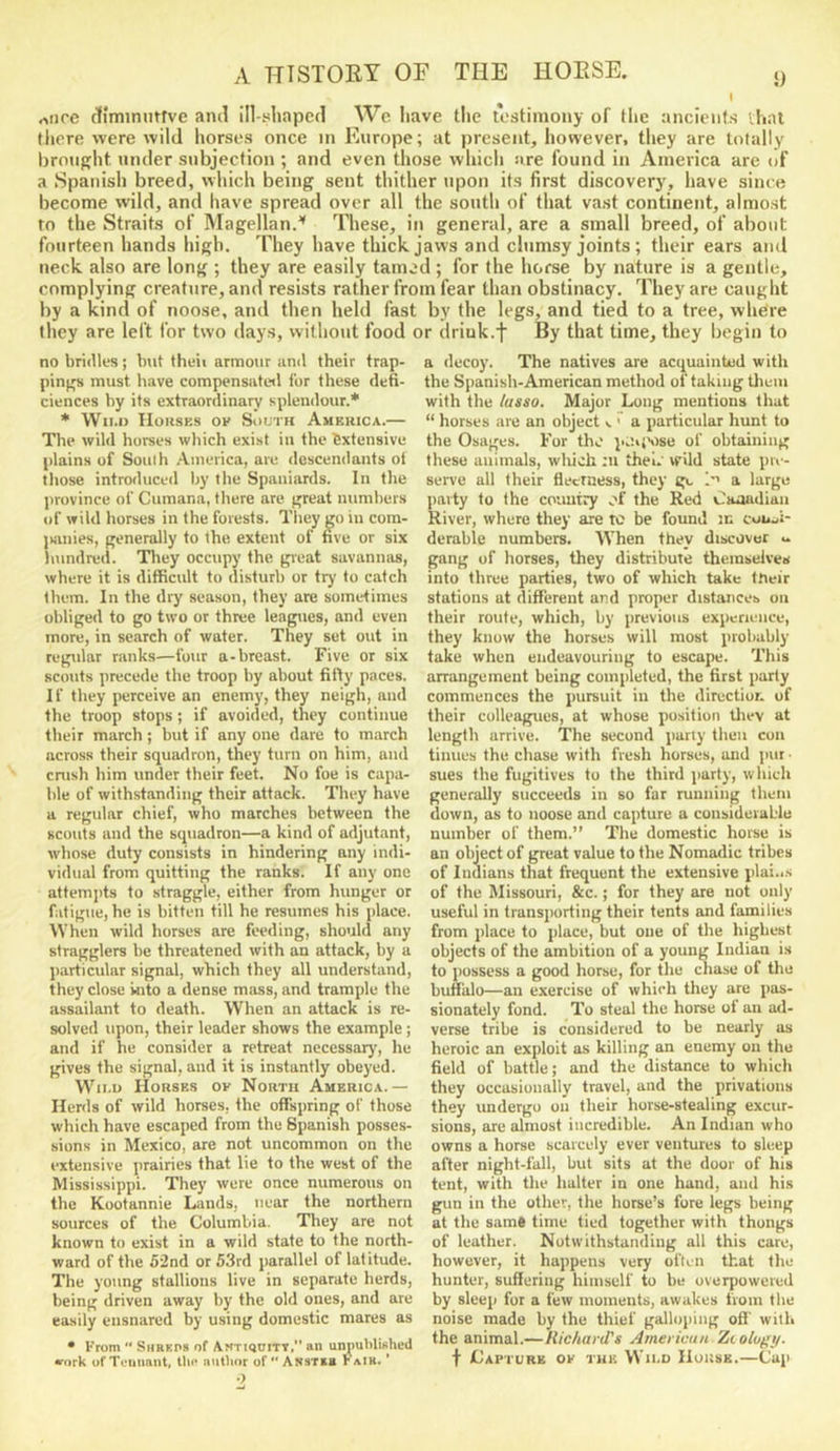 ^ I rtiire diminutive ami ill-shaped We have the testimony of the ancients ihal there were wild horses once in Europe; at present, however, they are totally brought under subjection ; and even those which are found in America are of a Spanish breed, which being sent thither upon its first discovery, have since become wild, and have spread over all the south of that vast continent, almost to tlie Straits of Magellan/ These, in general, are a small breed, of about fourteen hands high. They have thick, jaws and clumsy joints; their ears and neck also are long ; they are easily tamed ; for the horse by nature is a gentle, complying creature, and resists rather from fear than obstinacy. They are caught by a kind of noose, and then held fast by the legs, and tied to a tree, where they are left for two days, without food or drink.f By that time, they begin to no bridles; but theii armour and their trap- pings must have compensateil for these defi- ciences by its extraordinary splendour.* * Wii.n Houses ov South America.— Tbe wild horses which exist in the Extensive plains of South America, are descendants ot those introduced Ijy the Spaniards. In the province of Cumana, there are great numbers of wild horses in the forests. They go in com- jwnies, generally to the, extent of five or six hundred. Tliey occupy the great savannas, where it is difficult to disturb or tiy to catch them. In the dry season, they are sometimes obliged to go two or three leagues, and even more, in search of water. They set out in regular ranks—four a-breast. Five or six scouts precede tbe troop by about fitly paces. If they perceive an enemy, they neigh, and the troop stops ; if avoided, they continue their march; but if any one dare to march across their squadron, they turn on him, and cnish him under their feet. No foe is capa- ble of withstanding their attack. They have a regular chief, who marches between the scouts and the squadron—a kind of adjutant, whose duty consists in hindering any indi- vidual from quitting the ranks. If any one attempts to straggle, either from hunger or fatigue, he is bitten till he resumes his place. When wild horses are feeding, should any stragglers he threatened with an attack, by a jiarticular signal, which they all understand, they close kito a dense mass, and trample the assailant to death. When an attack is re- solved upon, their leader shows the example; and if he consider a retreat necessary, he gives the signal, and it is instantly obeyed. Wii.u Horses of North America.— Ilenls of wild horses, the offspring of those which have escaped from the Spanish posses- sions in Mexico, are not uncommon on the extensive prairies that lie to the west of the Mississippi. They were once numerous on the Kootannie Lands, near the northern sources of the Columbia. They are not known to exist in a wild state to the north- ward of the 52nd or 53rd parallel of latitude. The young stallions live in separate herds, being driven away by the old ones, and are easily ensnared by using domestic mares as • From  Shrei'8 of Antiquity,” an unpuhliKheil •Turk of Tennant, tin* iiutlior of Asstib FaIK. ’ a decoy. The natives are acquainted with the Spanish-American method of taking them with the lasso. Major Long mentions that “ horses are an object e ' a particular hunt to the Osages. For the i..:»i\)se of obtaining these animals, wliioh :u thek wild state pre- serve all their flecrness, they ge I’’ a large party to the country of the Red Caaudian River, where they are to be found in coi».ji- derable numbers. When they discover ^ gang of horses, they distribute themselves into three parties, two of which take their stations at different and proper distances on their route, which, by previous experience, they know the horses will most probably take when endeavouring to escape. This arrangement being completed, the first parly commences the pursuit in the direction of their colleagues, at whose position lliev at length arrive. The second party then con tinues the chase with fresh horses, and pur • sues the fugitives to the third party, which generally succeeds in so far running them down, as to noose and capture a considerable number of them.” The domestic horse is an object of great value to the Nomadic tribes of Indians that frequent the extensive plai.is of the Missouri, &c.; for they are not only useful in transporting their tents and families from place to place, but one of the highest objects of the ambition of a young Indian is to ])ossess a good horse, for the chase of the bufiirlo—an exercise of which they are pas- sionately fond. To steal the horse of an ad- verse tribe is considered to be nearly as heroic an exploit as killing an enemy on the field of battle; and the distance to which they occasionally travel, and the privations they undergo on their horse-stealing excur- sions, are almost incredible. An Indian who owns a horse scarcely ever ventures to sleep after night-fall, but sits at the door of his tent, with the halter in one hand, and his gun in the other, the horse’s fore legs being at the saint time tied together with thongs of leather. Notwithstanding all this care, however, it happens very often that the hunter, suffering himself to be overpowered by sleep for a few moments, awakes from the noise made by the thief galloping off with the animal.—Richard's American Ztolugy. t JCapture of the Wii.D Hoksk.—Cup