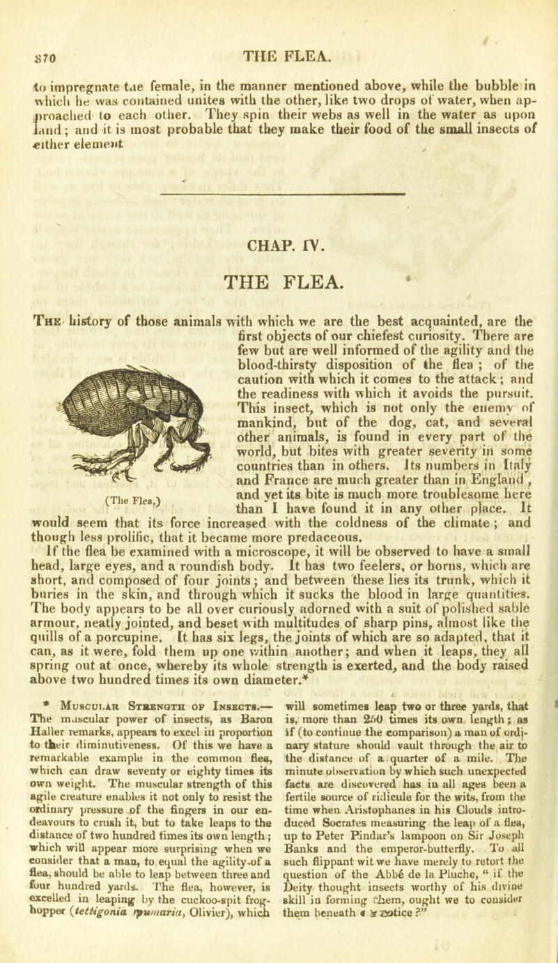 1570 THE FLEA. to impregnate t.ie female, in the manner mentioned above, while the bubble in which he was contained unites with the other, like two drops of water, when ap- {)rnached to each other. They spin their webs as well in the water as upon <ind; and it is most probable that they make their food of the small insects of «ither element CHAP. rv. THE FLEA. The history of those animals with which we are the best acquainted, are the first objects of our chiefest curiosity. There are few but are well informed of the agility and the blood-thirsty disposition of the flea ; of the caution with which it comes to the attack; atid the readiness with which it avoids the pursuit. This insect, which is not only the enemy of mankind, but of the dog, cat, and several other animals, is found in every part of the world, but bites with greater severity in some countries than in others. Its numbers in Italy and France are much greater than in England , and yet its bite is much more troublesome here tlian 1 have found it in any other place. It would seem that its force increased with the coldness of the climate ; and though less prolific, that it became more predaceous. If the flea be examined with a microscope, it will be observed to have a small head, large eyes, and a roundish body. It has two feelers, or horns, which are short, and composed of four joints; and between 'these lies its trunk, which it buries in the skin, and through which it sucks the blood in large quantities. The body appears to be all over curiously adorned with a suit of polished sable armour, neatly jointed, and beset with multitudes of sharp pins, almost like the quills of a porcupine. It has six legs, the joints of which are so adapted, that it can, as it were, fold them up one within another; and when it leaps, they all spring out at once, whereby its whole strength is exerted, and the body raised above two hundred times its own diameter.'^ * Muscui.xr Stkenoth op Inskctb.— The mascular power of insects, as Baron Haller remarks, appears to excel in proportion to their (liminutiveness. Of this we have a remarkable example in the common flea, which can draw seventy or eighty times its own weight. The muscular strength of this agile creature enables it not only to resist the ordinary pressure of the fingers in our en- deavours to crush it, but to take leaps to the distance of two hundred times its own length; which will appear more surprising when wo consider that a man, to equal the agility-of a flea, should be able to leap between three and four hundred yards. The flea, however, is excelled in leaping by the cuckoo-spit frog- hopper (Jettigonia rpumaria, Olivier), which will sometimes leap two or three yards, that is, more than 2.0U times its own length; as if (to continue the comparison) a man of ordi- nary stature should vault through the air to the distance of a quarter of a mile. The minute olmervation by which such unexpected facts are discovered has in all ages been a fertile source of ridicule for the wits, from the time when Aristophanes in his Clouds intro- duced Socrates measuring the leap of a flea, up to Peter Pindar’s lampoon on Sir Joseph Banks and the emperor-butterfly. To all such flippant wit we have merely to retort the question of the Abb6 de la Pluche, “ if the Deity thought insects worthy of his divine skill in forming them, ought we to consider them beneath « Ziotice ?”