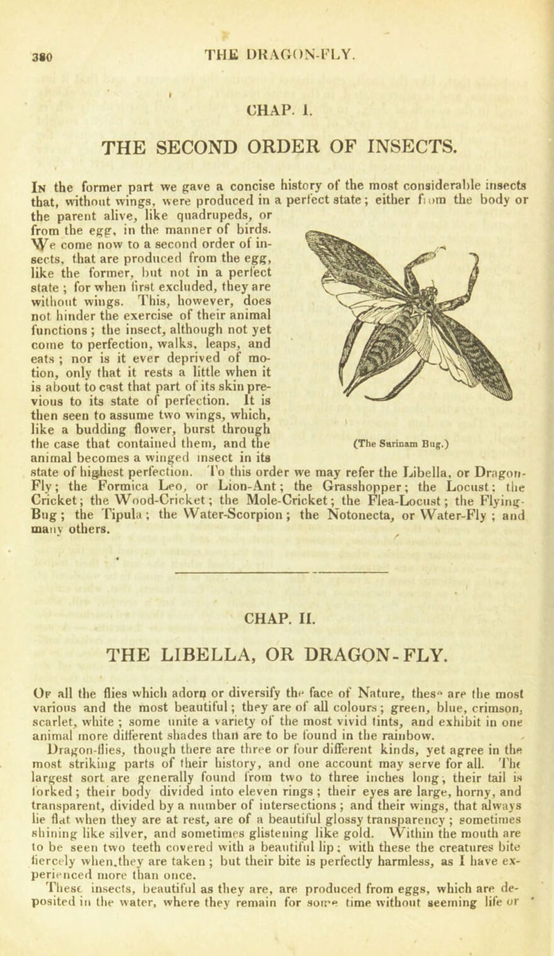 THE DRAGON-FLY. I CHAP. 1. THE SECOND ORDER OF INSECTS. In the former part we gave a concise history of the most considerable insects that, without wings, were produced in a perfect state; either fiom the body or the parent alive, like quadrupeds, or from the egg, in the manner of birds. We come now to a second order of in- sects, that are produced from the egg, like the former, but not in a perfect state ; for when first excluded, they are without wings. This, however, does not hinder the exercise of their animal functions ; the insect, although not yet come to perfection, walks, leaps, and eats ; nor is it ever deprived of mo- tion, only that it rests a little when it is about to cast that part of its skin pre- vious to its state of perfection. It is then seen to assume two wings, which, like a budding flower, burst through the case that contained them, and the (The Sarinam Bug.) animal becomes a winged insect in its state of highest perfection. I'o this order we may refer the Libella, or Dragon- Fly; the Formica Leo, or Lion-Ant; the Grasshopper; the Locust; the Cricket; the Wood-Cricket; the Mole-Cricket; the Flea-Locust; the Flying- Bug ; the Tipula ; the Water-Scorpion ; the Notonecta, or Water-Fly ; and many others. CHAP. II. THE LIBELLA, OR DRAGON-FLY. Of all the flies which adorq or diversify the face of Nature, thes“ are the most various and the most beautiful; they are of all colours; green, blue, crimson, scarlet, white ; some unite a variety of the most vivid lints, and exhibit in one animal more different shades than are to be found in the rainbow. Dragon-flies, though there are three or four difierent kinds, yet agree in the most striking parts of their history, and one account may serve for all. The largest sort are generally found from two to three inches long, their tail i.s forked; their body divided into eleven rings ; their eyes are large, horny, and transparent, divided by a number of intersections ; and their wings, that ^ways lie flat when they are at rest, are of a beautiful glossy transparency ; sometimes shining like silver, and sometimes glistening like gold. Within the mouth are to be seen two teeth covered with a beautiful lip; with these the creatures bite fiercely when.they are taken ; but their bite is perfectly harmless, as I have ex- perienced more than once. These insects, beautiful as they are, are produced from eggs, which are de- posited in the water, where they remain for .some time without seeming life or