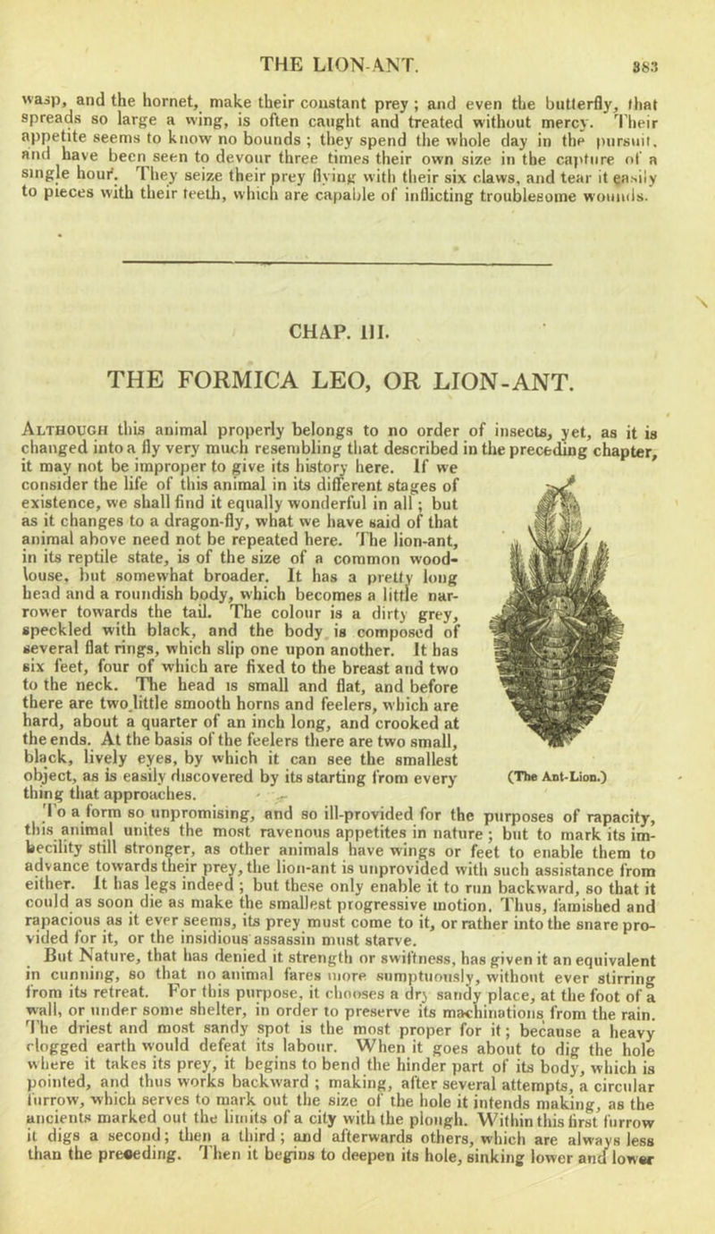 wasp, and the hornet, make their constant prey ; and even the butterfly, that spreads so large a wing, is often caught and treated without mercy. '^I'heir s®ems to know no bounds ; they spend the whole day in the pursuit, and have been seen to devour three times their own size in the caj'tiire of a single houi*. They seize their prey flying with their six claws, and tear it ea‘'ily to pieces with their teetli, which are capable of inflicting troublesome wounds. CHAP. HI. THE FORMICA LEO, OR LION-ANT. Although this animal properly belongs to no order of insects, yet, as it is changed into a fly very much resembling that described in the preceding chapter, it may not be improper to give its histon- here. If we consider the life of this animal in its different stages of existence, we shall find it equally wonderful in all; but as it changes to a dragon-fly, what we have said of that animal above need not be repeated here. The lion-ant, in its reptile state, is of the size of a common wood- louse, but somewhat broader. It has a pretty long head and a roundish body, which becomes a little nar- rower towards the tail. The colour is a dirty grey, speckled with black, and the body, is composed of several flat rings, which slip one upon another. It has six feet, four of which are fixed to the breast and two to the neck. The head is small and flat, and before there are two.little smooth horns and feelers, which are hard, about a quarter of an inch long, and crooked at the ends. At the basis of the feelers there are two small, black, lively eyes, by which it can see the smallest object, as is easily discovered by its starting from every- thing that approaches. « >- To a form so unpromising, and so ill-provided for the purposes of rapacity, this animal unites the most ravenous appetites in nature ; but to mark its im- becility still stronger, as other animals have wings or feet to enable them to advance towards their prey, the lion-ant is unprovided with such assistance from either. It has legs indeed ; but these only enable it to run backward, so that it could as soori die as make the smallest progressive motion. Thus, famished and rapacious as it ever seertis, its prey must come to it, or rather into the snare pro- vided for it, or the insidious assassin must starve. But Nature, that has denied it strength or swiftness, has given it an equivalent in cunning, so that no animal fares more sumptuously, without ever stirring from its retreat. For this purpose, it chooses a dry sandy place, at the foot of a wall, or under some shelter, in order to preserve its machinations from the rain. The driest and most sandy spot is the most proper for it; because a heavy clogged earth would defeat its labour. When it goes about to dig the hole where it takes its prey, it begins to bend the hinder part of its body, which is pointed, and thus works backward ; making, after several attempts, a circular furrow, which serves to mark out the size of the hole it intends making, as the ancients marked out the limits of a city with the plough. Within this first furrow it digs a second; tlien a third ; and afterwards others, which are always less than the preceding. Then it begins to deepen its hole, sinking lower and lower (The Ant-Lion.)