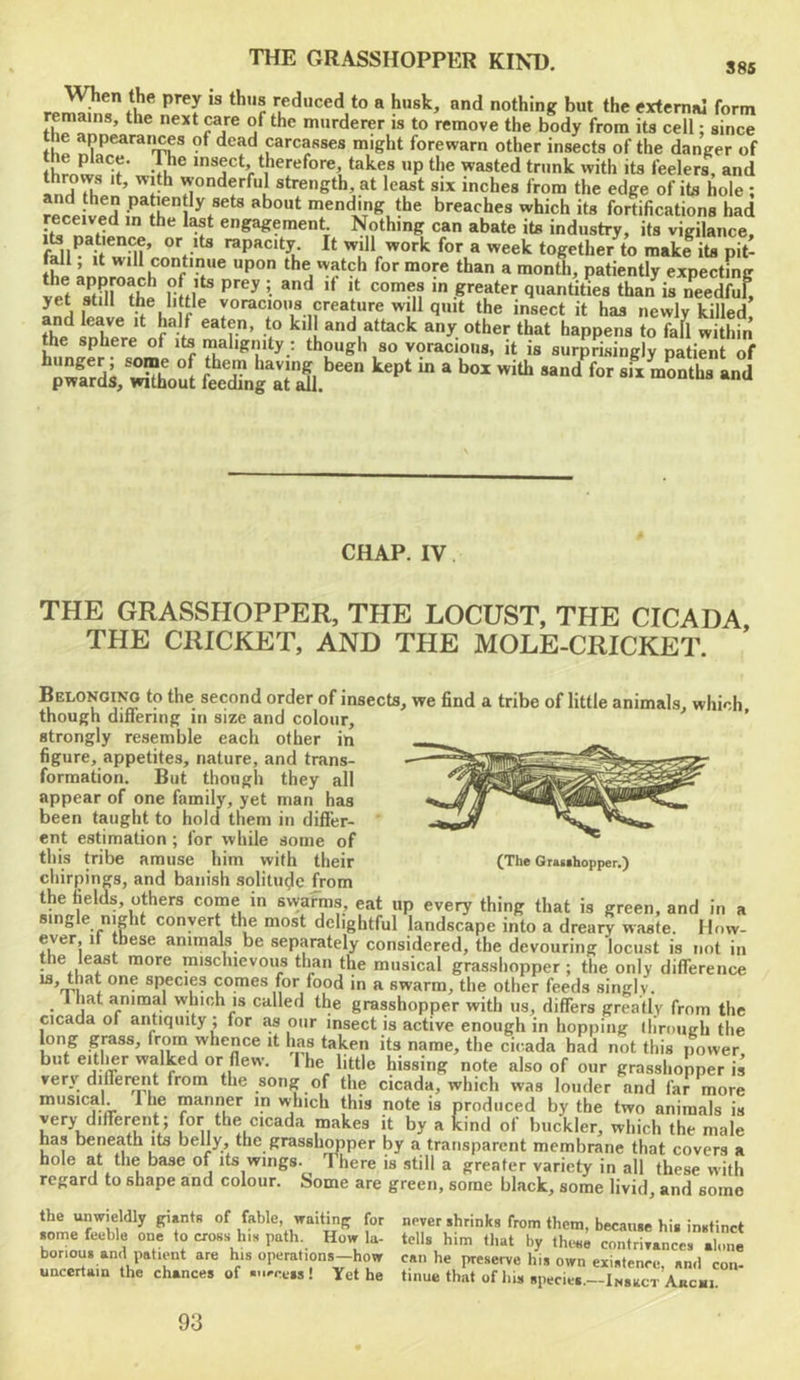When the prey is thus reduced to a husk, and nothing but the external form remains, the next care of the murderer is to remove the body from its cell; since ^PPearaii^s 9f dead carcasses might forewarn other insects of the danger of the place. [Die insect, therefore, takes up tlie wasted trunk with its feelers, and throws It, with wonderful strength, at least six inches from the edge of its hole ; patiently sets about mending the breaches which its fortifications had engagement Nothing can abate its industry, its vigilance, fSl^ k wm’ rapacity It will work for a week together to make its pit- rhi annro h fthe watch for more than a month, patiently expecting let itSi thJ ’• quantities than is needfu^ yet still the little voracious creature will quit the insect it has newly killed and leave it half eaten, to kill and attack any other that happens to fafl within the sphere of its malignity : though so voracious, it is surprisingly patient of CHAP. IV. THE GRASSHOPPER, THE LOCUST, THE CICADA. THE CRICKET, AND THE MOLE-CRICKET. Belonoino to the second order of insects, we find a tribe of little animals, which though differing in size and colour, ’ strongly resemble each other in figure, appetites, nature, and trans- formation. But though they all appear of one family, yet man has been taught to hold them in differ- ent estimation ; for while some of this tribe amuse him with their (The Grawhopper.) chirpings, and banish solitude from the fields, others come in swarms, eat up every thing that is green, and in a single night convert the most delightful landscape into a dreary waste. How- ever, if these animals be separately considered, the devouring locust is not in the leMt more mischievous than the musical grasshopper; the only difference species comes for food in a swarm, the other feeds singly, lhat animal which is called the grasshopper with us, differs greatly from the cicada of antiquity ; for £w our insect is active enough in hopping ihroiieh the long grass, from whence it has taken its name, the cicada had not this power but eitlier walked or fiew. 1 he little hissing note also of our grasshopper is very different from the song of the cicada, which was louder and far more musical. 1 he ™ainer in vvhich this note is produced by the two animals is very different; for the cicada makes it by a kind of buckler, which the male has beneath its belly, the grassh^per by a transparent membrane that covers a hole at the base of its wings. There is still a greater variety in all these with regard to shape and colour. Some are green, some black, some livid, and some the unwieldly giants of fable, waiting for tome feeble one to cross his path. How la- borious and patient are his operations—how uncertain the chances of ■u^cets! Yet he never shrinks from them, because hit instinct tells him that by thinie contrivances alone can he preserve his own existence, and con- tinue that of his species.—Inssct Ajichi. 93