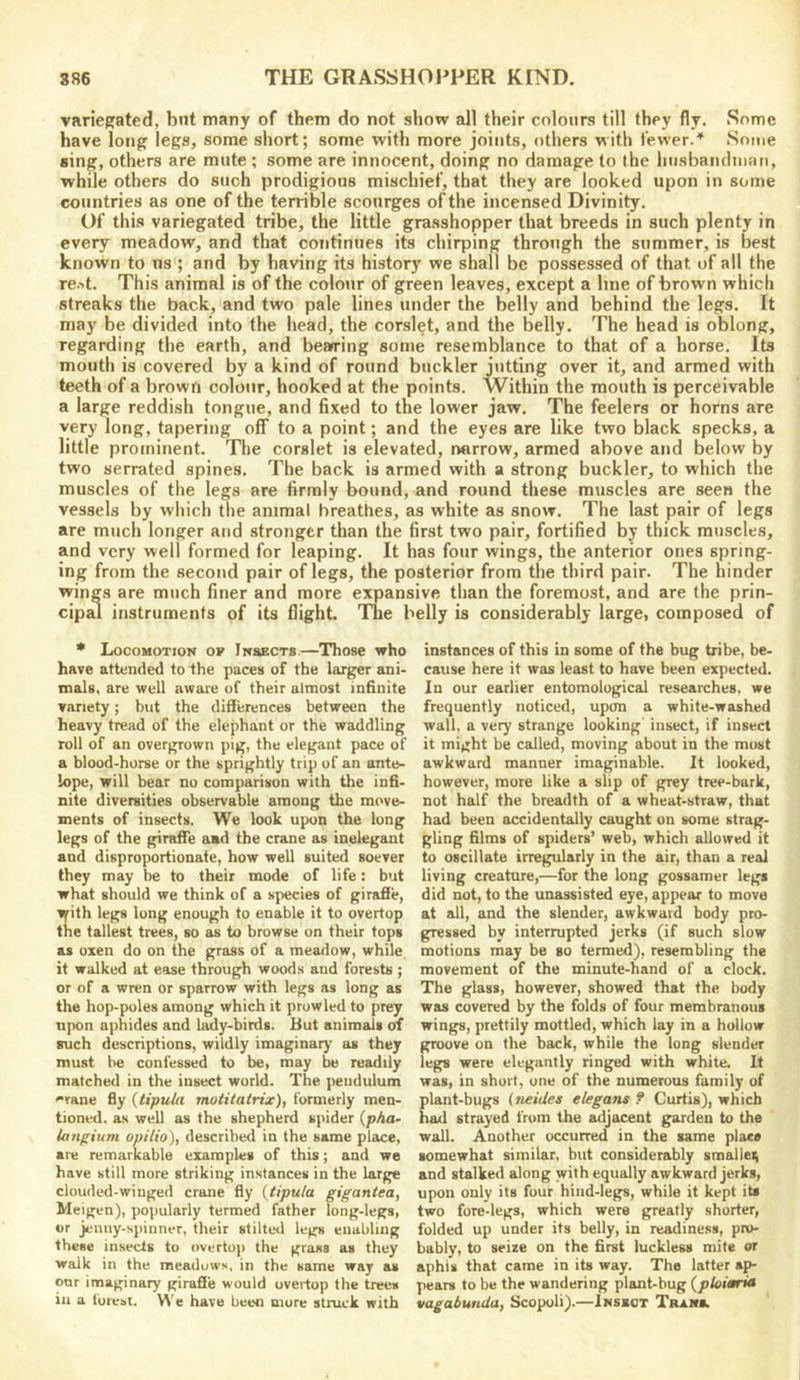 variefrated, bnt many of them do not show all their colours till they fly. Some have long legs, some short; some with more joints, others with I'ewer.'^ Some sing, others are mute ; some are innocent, doing no damage to the hiisbandman, while others do such prodigious mischief, that they are looked upon in some countries as one of the terrible scourges of the incensed Divinity. Of this variegated tribe, the little grasshopper that breeds in such plenty in every meadow, and that continues its chirping through the summer, is best known to ns ; and by having its history we shall be possessed of that of all the re.->t. This animal is of the colour of green leaves, except a line of brown which streaks the back, and two pale lines under the belly and behind the legs. It may be divided into the head, the corslet, and the belly. The head is oblong, regarding the earth, and bearring some resemblance to that of a horse. Its mouth is covered by a kind of round buckler jutting over it, and armed with teeth of a brown colour, hooked at the points. Within the mouth is perceivable a large reddish tongue, and fixed to the lower jaw. The feelers or horns are very long, tapering off to a point; and the eyes are like two black specks, a little prominent. The corslet is elevated, narrow, armed above and below by two serrated spines. The back is armed with a strong buckler, to which the muscles of the legs are firmly bound, and round these muscles are seen the vessels by which the animal breathes, as white as snow. The last pair of legs are much longer and stronger than the first two pair, fortified by thick muscles, and very well formed for leaping. It has four wings, the anterior ones spring- ing from the second pair of legs, the posterior from the third pair. The hinder wings are much finer and more expansive than the foremost, and are the prin- cip^ instruments of its flight. The belly is considerably large, composed of * Locomotion ov Insects.—Those who instances of this in some of the bug tribe, be- have attended to the paces of the larger ani- cause here it was least to have been expected, mals, are well aware of their almost infinite In our earlier entomological researches, we variety; but the differences between the frequently noticed, upon a white-washed heavy tread of the elephant or the waddling wall, a very strange looking insect, if insect roll of an overgrown pig, the elegant pace of it might be called, moving about in the most a blood-horse or the sprightly trip of an ante- awkward manner imaginable. It looked, lope, will bear no comparison with the infi- however, more like a slip of grey tree-bark, nite diversities observable among the move- not half the breadth of a wheat-straw, that ments of insects. We look upon the long had been accidentally caught on some strag- legs of the giraffe aad the crane as inelegant gling films of spiders’ web, which allowed it and disproportionate, how well suited soever to oscillate irregularly in the air, than a real they may be to their mode of life : but living creature,—for the long gossamer legs what should we think of a species of girafie, did not, to the unassisted eye, appear to move with legs long enough to enable it to overtop at all, and the slender, awkward body pro- the tallest trees, so as to browse on their tops gressed by interrupted jerks (if such slow as oxen do on the grass of a meadow, while motions may be so termed), resembling the it walked at ease through woods and forests; movement of the minute-hand of a clock, or of a wren or sparrow with legs as long as The glass, however, showed that the body the hop-poles among which it prowled to prey was covered by the folds of four membranous upon aphides and l^y-birds. But animals of wings, prettily mottled, which lay in a hollow such descriptions, wildly imaginary as they groove on the back, while the long slender must be confessed to be, may be readily legs were elegantly ringed with white. It matched in the insect world. The pendulum was, in short, one of the numerous family of rane fly (tipuiti motitatrix), formerly men- plant-bugs {tieides elegans ? Curtis), which tioned. as well as the shepherd spider {pha- had strayed from the adjacent garden to the langium opilio), described in the same place, wall. Another occurred in the same place are remarkable examples of this; and we somewhat similar, but considerably smaller have still more striking instances in the large and stalked along with equally awkward jerks, clouded-winged crane fly {tipula gigantea, upon only its four hind-legs, while it kept its Meigen), popularly termed father long-legs, two fore-legs, which were greatly shorter, or jenny-spinner, their stilted legs enabling folded up under its belly, in readiness, pro- these insects to overtop the grass as they bably, to seize on the first luckless mite or walk in the meadows, in the same way as aphis that came in its way. The latter ap- onr imaginary girafie would overtop the trees pears to be the wandering plant-bug in a forest. We have been mure struck with vagabunda, Scopoli).—Insect Transl