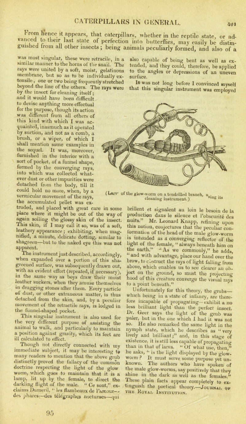 CATUllPILLAKS IN GliNERAL. 4u, From hence it appears, that caterpillars, whether in the reptile state, or ad- vanced to their last state ol perfection into biifterllies, may easily be distbi- giuslied Irom all other insects; being animals peculiarly formed, and also of a also capable of being bent as well as ex- tended, and they could, therefore, be applied to the angles or depressions of an uneven surface. 1» WM not long before I convinced myseli that this singular instrument was employed was most singular, these were retracile, in a similar manner to the horns of tlie snail. The rays were united by a soft, moist, gelatinous membrane, but so as to be individually ex- tensile , one or two being frequently stretched beyond the line of the others. The rays were by the insect for cleaning itself; and it would have been difRcidt to devise anything more effectual for the purpose, though its action was different from all others of this kind with which I was ac- quainted, inasmuch as it operated by suction, and not as a comb, a brush, or a wiper, of which I shall mention some examples in the sequel. It was, moreover, furnished in the interior with a sort of pocket, of a funnel shape, formed by the converging rays, into which was collected what- ever dust or other impurities were detacheil from the body, till it could hold no mure, when, by a vermicular movement of the rays, the accumulated pellet was ex- truded, and placed with great care in some place where it might be out of the way of again soiling the glossy skin of the insect. This skin, if I may call it so, was of a soft, leathery appearance ; exhibiting, when mag- nified, a minute, delicate dotting, similar to shagreen—but to the naked eye this was not apparent. The instrument just described, accordingly, when expanded over a portion of this sha- greened surface, was subsequently drawn out, with an evident effort (repeated, if necessary), in the same way as Iwys draw their moist leather suckers, when they amuse themselves in dragging stones after them. Every jiarticle •I dust, or other extraneous matter, is thus detached from the skin, and, by a jHxuliiir movement of the retractile rays, is lodged in the funnel-shaped pocket. This singular instmment is also used for tlie very different purpose of assisting the animal to walk, and particularly to maintain a position against gravity, which its feet are ill calculated to effect. Though not directly connected with mv immediate subject, it may be interesting ti many readers to mention that the above grub distinctly proved the fallacy of the common doctrine respecting the light of the glow worm, which goes to maintain that it is a lamp, lit up by the female, to direct the darkling flight of the male. “ Ce sont,” ex- claims Dumeril, “ les flambeaux de I’amour-- des jiharesr—des telegraphe# nocturnes—qui (Larv of the ^U>w.»orm on a teiidriUed branch, u . cleuuiiig instrument.) brillent et signalent au loin le besoiti de la production dans le silence et I’obscurite des nuits.” Mr. Leonard Knapp, refining upon this notion, conjectures that the peculiar con- formation of the head of the male glow-worm is intended a.s a converging reflector of the light of the female, “always beneath him on the earth.” “As we commonly,” he adds, “ and with advantage, place our hand over the brow, to c'ostruct the rays of light fulling Irom above, which enables us to sue clearer an ob- ject on the ground, so must the projecting hood of this creature converge the visual rays to a point beneath.” Unfortunately for this theory, the grubs which being in a state of infancy, are there- fore incapable of propagating—exhibit a no less brilliant light than the iierfect insect. Dr. Geer says the light of the grub was paler, but in the one which 1 had it was not so. He also remarked the same light in the nymph state, which he describes as “ very lively and brilliant;” and, in this stage of existence, it is still less capable of propagating than in that of larva. “ Of what use, then ” he asks, “ is the light displayed by the glow- worm ? It must serve some iiurpuse yet un- known. The authors who have sjxiken of the male glow-worms, say positively that they shine in the dark as well as the females.” These plain facts appear completely to ex- tinguish the ]H>etical theory.—Jouunai, ov tuk Koyai, Institution.