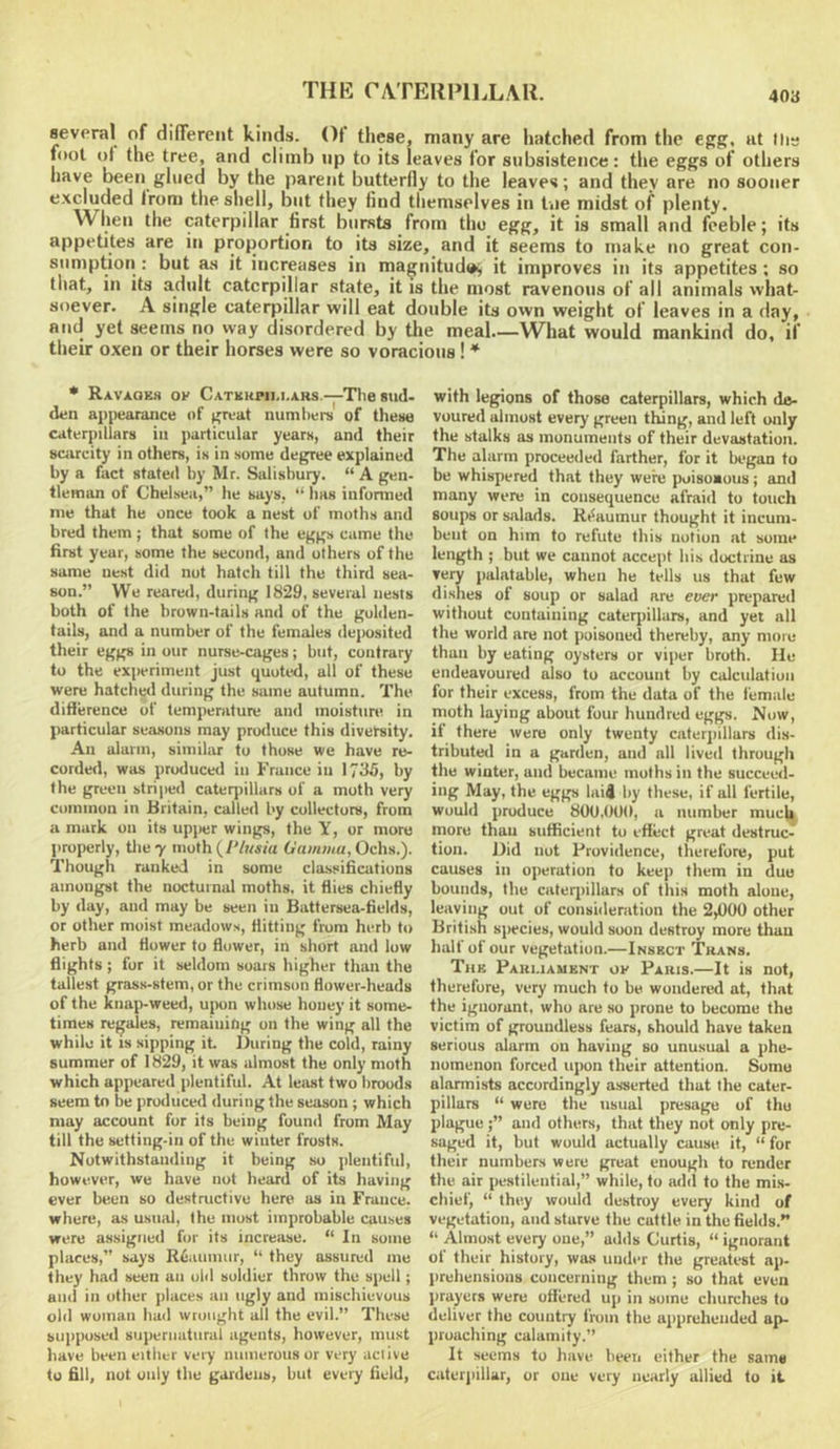 several of difiereiit kinds. ()1 these, many are hatched from the egg, at the fnot ot the tree, and climb np to its leaves for subsistence: the eggs of others have been glued by the parent butterfly to the leaves; and they are no sooner excluded from the shell, but they find themselves in tiie midst of plenty. When the caterpillar first bursts from tho egg, it is small and feeble; its appetites are in proj)ortion to its size, and it seems to make no great con- sumption : but as it increases in magnitud*#^ it improves in its appetites ; so that, in its adult caterpillar state, it is the most ravenous of all animals what- soever. A single caterpillar will eat double its own weight of leaves in a clay, and yet seems no way disordered by the meal—What would mankind do, if their oxen or their horses were so voracious! * * Ravaokh ok Catkiipii.i.ars.—Tliesud- den appearance of great numbers of these caterpillars in particular years, and their scarcity in others, is in some deg^ree explained by a fact stated by Mr. Salisbury. “ A gen- tleman of Chelsea,” he says, “ has infonned me that he once took a nest of moths and bred them; that some of the eggs came the first year, some the second, and oihers of the same nest did not hatch till the third sea- son.” We reared, during 1829, several nests both of the brown-tails and of the gulden- tails, and a number of the females deposited their eggs in our nurse-cages; but, contrary to the exjieriment just quoted, all of these were hatched during the same autumn. The difference of temperature and moisture in particular seasons may produce this diversity. An alarm, similar to those we have re- corder!, was produced in France in 1735, by the green striped cateqiillars of a moth very common in Britain, called by collectors, from a mark on its upjier wings, the Y, or more properly, tlie7 nioth(yVr«r« Gamma, Ochs.). Though ranked in some classifications amongst the nocturnal moths, it flies chiefly by rlay, and may be seen in Battersea-fields, or other moist meadows, flitting from herb to herb and flower to flower, in short and low flights; for it seldom soars higher than the tallest grass-stem, or the crimson flower-heads of the knaji-weed, upon whose honey it some- times regales, remaining on the wing all the while it IS sipping it During the cold, rainy summer of 1829, it was almost the only moth which appeared plentiful. At least two broods seem to be produced during the season ; which may account for its being found from May till the setting-in of the winter frosts. Notwithstanding it being so plentiful, however, we have not heard of its having ever been so destructive here as in France, where, as usual, the must improbable causes were assigned for its increase. “ In some places,” says R5auniur, “ they assured me they had seen an old soldier throw the spell; and in other places an ugly and mischievous old woman bad wrought all the evil.” These supposed supernatural agents, however, must have been either very numerous or very aciive to fill, nut only the gardens, but every field. with legions of those caterpillars, which de- voured almost every green thang, and left only the stalks as monuments of their devastation. The alarm proceederl farther, for it began to be whispered that they wens poisoaous; anil many were in consequence afraid to touch soups or salads. Rt^aumur thought it incum- bent on him to refute this notion at some length ; but we cannot accept bis doctrine as very palatable, when he tells us that few dishes of soup or salad are ever prepared without containing cateqiillars, and yet all the world are not poisoned thereby, any more than by eating oysters or viper broth. lie endeavoured also to account by calculation for their excess, from the data of the female moth laying about four hundred eggs. Now, if there were only twenty caterjiillars dis- tributetl in a garden, and all lived through the winter, and became moths in the succeed- ing May, the eggs laid by these, if all fertile, would produce 800,000, a number muc|^ more than sufficient to effect great destruc- tion. Did not Providence, therefore, put causes in operation to keep them in duo bounds, the cateqiillars of this moth alone, leaving out of consideration the 2,000 other British species, would soon destroy more than halt of our vegetation.—Insbct Tuans. Tub Paki.iament ok Paris.—It is not, therefore, very much to be wondered at, that the ignorant, who are so prone to become the victim of groundless fears, should have taken serious alarm on having so unusual a phe- nomenon forced ujion their attention. Some alarmists accordingly asserted that the cater- pillars “ were the usual presage of the plague;” and others, that they not only pre- saged it, but would actually cause it, “ for their numbers were great enough to render the air pestilential,” while, to add to the mis- chief, “ they would destroy every kind of vegetation, and starve the cuttle in the fields.” “ Almost every one,” adds Curtis, “ ignorant of their history, was under the greatest ap- prehensions concerning them; so that even prayers were offered up in some churches to deliver the country from the apprehended ap- proaching calamity.” It seems to have been either the same caterjiillar, or one very nearly allied to it