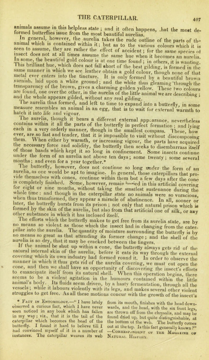 animals assume in this helpless state ; and it ofien happens, .hat the most de- formed butterflies issue from the most beautiful aurelias. In pneral, however, the aurelia takes the rude outline of the parts of th** animal which is contained within it; but as to the various colours which it is seen to assume, they are rather the effect of accident; for the same species of insect does not at all times assume the same hue when it becomes an aurelia. In some the beautiful gold colour is at one time found ; in others, it is wanting. I his brilliant hue winch does not fall short of the best gilding, is formed in the same manner in which we see leather obtain a gold colour, though none of that metal ever enters into the tincture. It is only formed by a beautiful brow,, varnish, laid upon a white ground; and the white thus gleaming-through the transparency of the brown, gives a charming golden yellow. These two colours are found, one over the other, in the aurelia of the little animal we are describing * and the whole appears gilded, without any real gilding. he aurelia thus formed, and left to time to expand into a butterfly, in some measure resembles an animal in an egg, that is to wait for external warmth to natch it into file and vigour. The aurelia, though it bears a different external appearance, nevertheless contains within it all the parts of the butterfly in perfect formation ; and lying each in a very orderly manner, though in the smallest compass. I hese, how ever, are so fast and tender, that it is impossible to visit without discomposing them. When either by warmth, or increasing vigour, the parts have acquired ^ f solidity, the butterfly then seeks to disembarrass itself of those bands which kept it so long in confinement Some insects continue under the form of an aurelia not above ten days; some twenty ; some several months; and even for a year together.* Pile butterfly, however, does not continue so long under the form of an aurelia, as one won d be apt to irnagine. In general, those caterpillars that pro- vide themselves with cones, continue within them but a few days after the cono IS completely hnished. Some, however, remain Kt.rJed in this artificial covering tor eight or nine months, without taking the smallest sustenance during the whole time : and though in the caterpillar state no animals were so voracious when thus transformed, they appear a miracle of abstinence. In all, sooner or later, the buttery bursts from its prison ; not only that natural prison which is formed by the skin of the aurelia, but also from that artificial one of silk, or any other substance in which it has inclosed itself. The efforts which the butterfly makes to get free from its aurelia state, are by no means so violent as those which the insect had in changing from the cater- pillar into the aurelia. The quantity of moisture surrounding the butterfly is by no means so great as that attending its former change ; and the shell of the aurelia IS so dry, that it may be cracked between the fingers. If the animal ^ shut up within a cone, the butterfly always gets rid of the natural internal skin of the aurelia, before it eats its way through the external covering which Its own industry had formed round it. In order to observe the manner in which it thus gets rid of the aurelia covering, we must cut open the cone, and then we shall have an opportunity of discovering the insect’s efforts to emancipate itself from its natural shell. W^hen this operation begins there seems to be a violent agitation in the humours eontamed within the little animal s body. Its fluids seem driven, by a hasty fermentation, through all the vessels; while it labours violently with its legs, and makes several other violent struggles to get free. As all these motious concur with the growth of the insect’s * Fact in Entomology.—“I have lately observed a curious fact, which I have never seen noticed in any book which has fallen in my way ; viz., that it is the tail of the caterpillar which becomes the head of the butterfly. 1 found it hard to believe till I hud convinced myself of it in a number of instances. Thu caterpillar weaves its web from its mouth, finishes with the head down- wards, and the head, with the six front legs, are thrown off' from the chrysalis, and may bo found dried up, but quite distinguishable, at the bottom ol the web. The butterfly comes out at the top. Is this fact generally known ?” CoKUKSl\)NUKN'r OV TUB MaUAZINB NaTUIIAI. IIlsTOIlY. or