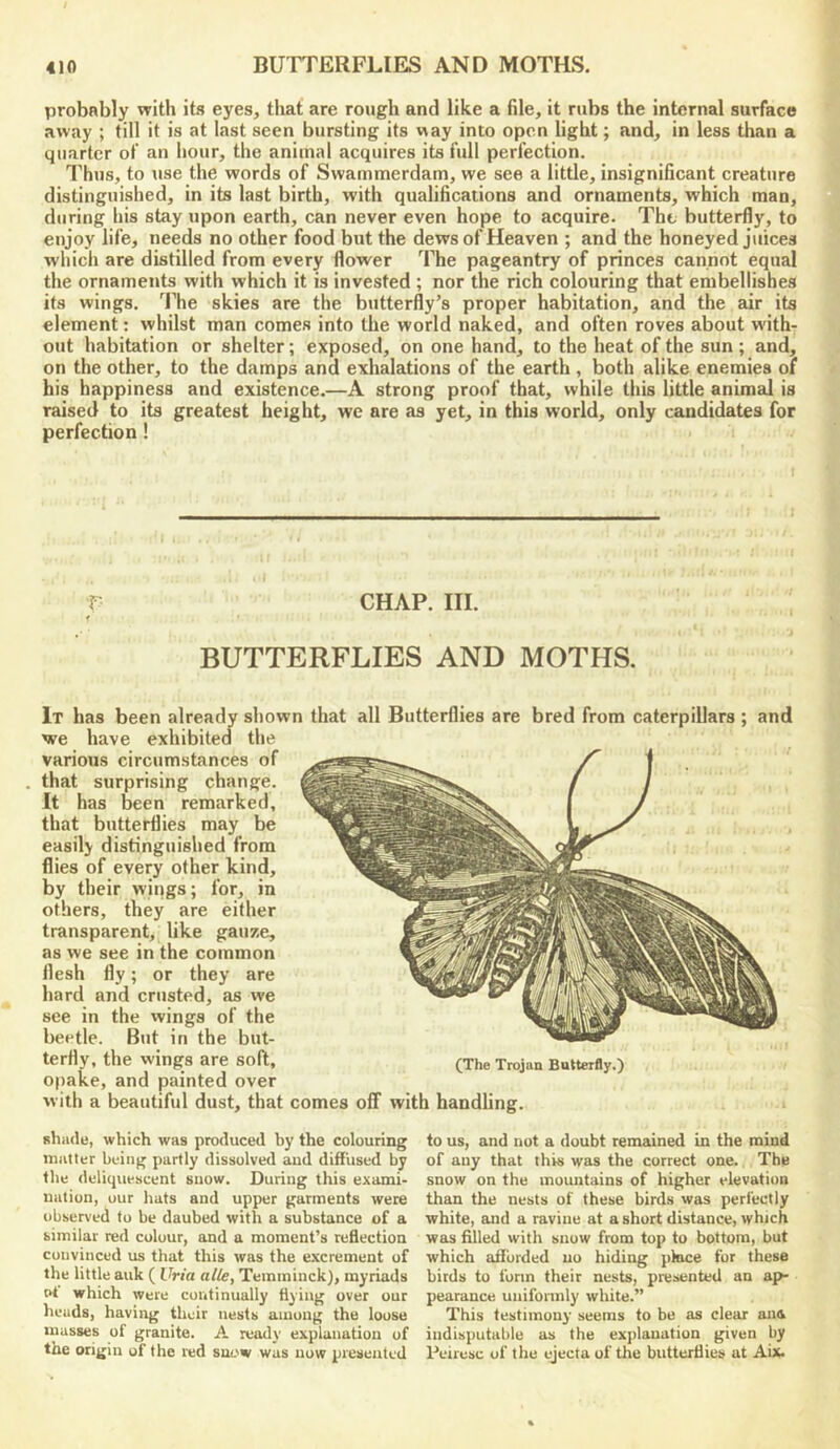 probably with its eyes, that are rough and like a file, it rubs the internal surface away ; till it is at last seen bursting its way into open light; and, in less than a quarter of an hour, the animal acquires its full perfection. Thus, to use the words of Swammerdam, we see a little, insignificant creature distinguished, in its last birth, with qualifications and ornaments, which man, during his stay upon earth, can never even hope to acquire. The butterfly, to enjoy life, needs no other food but the dews of Heaven ; and the honeyed juices which are distilled from every flower The pageantry of princes cannot equal the ornaments with which it is invested ; nor the rich colouring that embellishes its wings. 'Fhe skies are the butterfly’s proper habitation, and the air its element: whilst man comes into the world naked, and often roves about with- out habitation or shelter; exposed, on one hand, to the heat of the sun; and, on the other, to the damps and exhalations of the earth , both alike enemies of his happiness and existence.—A strong proof that, while this little animal is raised to its greatest height, we are as yet, in this world, only candidates for perfection! ■p CHAP. III. BUTTERFLIES AND MOTHS. It has been already shown that all Butterflies are bred from caterpillars ; and we have exhibited the various circumstances of . that surprising change. It has been remarked, that butterflies may be easily distinguished from flies of every other kind, by their wings; for, in others, they are either transparent, like gauze, as we see in the common flesh fly; or they are hard and crusted, as we see in the wings of the beetle. But in the but- terfly, the wings are soft, (The Trojan Butterfly.) opake, and painted over with a beautiful dust, that comes off with handling. shadu, which was produced by the colouring matter being partly dissolved aud diffused by the deliquescent snow. During this exami- nation, our hats and upper garments were observed to be daubed with a substance of a similar red colour, and a moment’s reflection convinced us that this was the excrement of the little auk ( Uria alle, Teminiuck), myriads 0* which were cuntinually flying over our heads, having their nests among the loose masses of granite. A ready explanation of the origin of the red snow was now presented to us, and nut a doubt remained in the mind of any that this was the correct one. The snow on the mountains of higher elevation than the nests of these birds was perfectly white, and a ravine at a short distance, which was filled with snow from top to bottom, but which afforded no hiding pkee for these birds to form their nests, presented an ap- pearance uniformly white.” This testimony seems to be as clear ana indisputable as the explanation given by Peiresc of the ejecta of the butterflies at Aix.