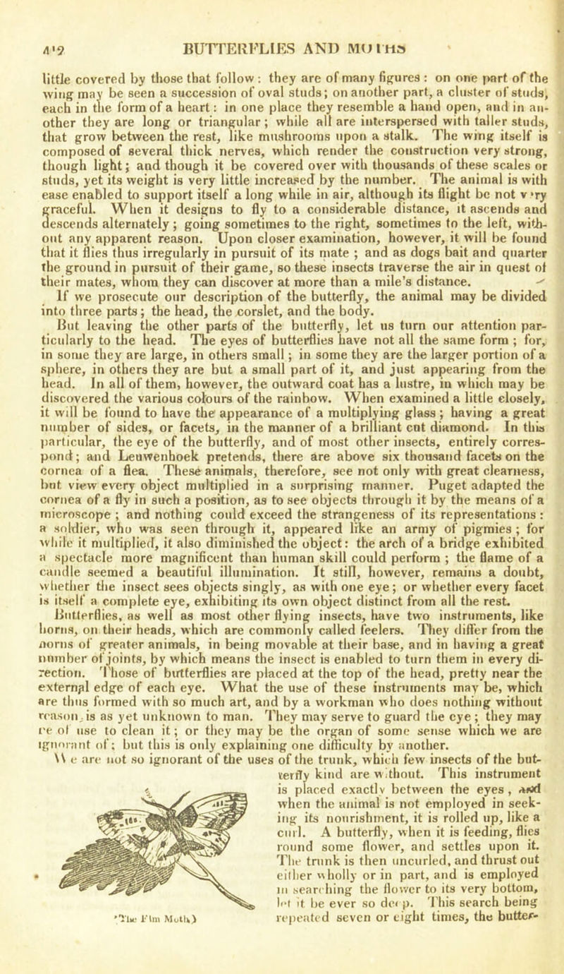 little covered by those that follow ; they are of many figures : on one fwrt of the wing may be seen a succession of oval studs; on another part, a cluster of studs, each in the form of a heart: in one place they resemble a hand open, and in an- other they are long or triangular ; while all are interspersed with taller studs, that grow between the rest, like mushrooms upon a stalk. The wing itself is composed of several thick nerves, which render the construction very strong, though light; and though it be covered over with thousands of these scales or studs, yet its weight is very little increased by the number. The animal is with ease enabled to support itself a long while in air, although its flight be not v 'ry graceful. When it designs to fly to a considerable distance, it ascends and descends alternately; going sometimes to the right, sometimes to the left, with- out any apparent reason. Upon closer examination, however, it will be found that it flies thus irregularly in pursuit of its niate ; and as dogs bait and quarter the ground in pursuit of their game, so these insects traverse the air in quest ot their mates, whom they can discover at more than a mile’s distance. If we prosecute our description of the butterfly, the animal may be divided into three parts; the head, the corslet, and the body. But leaving the other parts of the butterfly, let us turn our attention par- ticularly to the head. The eyes of butterflies have not all the same form ; for, in some they are large, in others small; in some they are the larger portion of a sphere, in others they are but a small part of it, and just appearing from the head. In all of them, however, the outward coat has a lustre, in which may be discovered the various colours of the rainbow. When examined a little closely, it will be found to have the appearance of a multiplying glass ; having a great number of sides, or facets, in the manner of a brilliant cot diamond. In this particular, the eye of the butterfly, and of most other insects, entirely corres- pond ; and Leuwenhoek pretends, there are above six thousand facets on the cornea of a flea. These animals, therefore, see not only with great clearness, but view every object multiplied in a surprising manner. Puget adapted the cornea of a fly in such a position, as to see objects through it by the means of a microscope ; and nothing could exceed the strangeness of its representations : a soldier, who was seen through it, appeared like an army of pigmies ; for while it multiplied, it also diminished the object: the arch of a bridge exhibited a spectacle more magnificent than human skill could perform ; the flame of a candle seemed a beautiful illumination. It still, however, remains a doubt, whether tlie insect sees objects singly, as with one eye; or whether every facet is itself a complete eye, exhibiting its own object distinct from all the rest. lintlerflies, as well as most other flying insects, have two instruments, like horns, on their heads, which are commonly called feelers. They (lifter from the norns of greater animals, in being movable at their base, and in having a great number of joints, by which means the insect is enabled to turn them in every di- rection. 'I'hose of birtferflies are placed at the top of the head, pretty near the external edge of each eye. What the use of these instr'iinents may be, which are thus formed with so much art, and by a workman who does nothing without reason, is as yet unknown to man. They may serve to guard the eye ; they may re ol use to clean it; or they may be the organ of some sense which we are ignoiiint of; but this is only explaining one difficulty by another. NS e arc not so ignorant of the uses of the trunk, which few insects of the but- terfly kind are w dhout. This instrument is placed exactly between the eyes , when the animal is not employed in seek- ing its nourishment, it is rolled up, like a curl. A butterfly, when it is feeding, flies round some flower, and settles upon it. I’lic trunk is then uncurled, and thrust out eilher holly or in part, and is employed III scan lung the flower to its very bottom, let it be ever so de< p. 'I'his search being •iiie I’lm Motik) repeated seven or eight times, the butter-