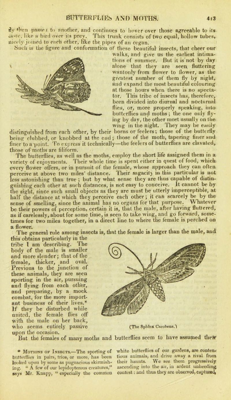 fly ♦^en passrt to nnotlier, and continues to lu'ver over those a,frceablo to its like H bird over ils prey. This trunk consists of two equal, hollow tubes, nicely joined to eiieli other, like the pipes of an organ. Such is the figure and conformation of these beautiful insects, tliat cheer our walks, and give us the earliest intima- tions of summer. lint it is'not by day alone that they are seen, fluttering wantonly from flower to flower, as the greatest number of them fly by night, and expand the most beautiful colouring at those hours when there is no specta- tor. 'Idiis tribe of insects has, therefore, been divided into diurnal and nocturnal flies, or, more properly speaking, into butterflies and moths; the one only fly- ing by day, the other most usually on the wing in tlie night. They may be ea.sily distinguished from each other, by their horns or feelers; those of the butterfly being clubbed, or knobbed at the end ; those of the moth, tapering finer and finer to a point. To express it technically—the feelers of butterflies are clavated, those of moths are filiform. 'fhe butterflies, as well as the moths, employ the short life assigned them in a variety of enjoyments. Their whole time is spent eitlier in quest of food, which every flower offers, or in pursuit of the female, whose approach they can often [)erceive at above two miles’ distance. Their sagacit} in this particular is not ess astonishing than true ; but by what sense they are thus capable of distin- guishing each other at such distances, is not easy to conceive. It cannot be by the sight, since such small objects as they arc must be utterly imperceptible, at half the distance at which they perceive each other; it can scarcely be by the sense of smelling, since the animal has no organs for that purpose. Whatever be tlieir powers of perception, certain It is, that the mate, after haying Antlered, as if carelessly, about for some time, is seen to take wing, and go forward, some- times for two miles together, in a direct line to where the female is perched on a flower. , . , , , t j The general rule among insects is, that the female is larger than the male, and this obtains particularly in the tribe I am describing. The body of the male is smaller and more slender; that of the female, thicker, and oval. Previous to the junction of these animals, they are seen sporting, in the air, pursuing and flying from eacb other, and preparing, by a mock combat, for the more import- ant business of their lives.’^ If they be disturbed while united, the female flies off with the male on her back, who seems entirely passive (The Sphtn* Carohene.l upon the occasion. But the females of many motlis and butterflies seem to have assumed tliefr * Motions op Insects.—The sporting of white butterflies of our gardens, are conten- biitterflies in pairs, trios, or more, has been tious auimals, and drive away a rival from looked upon by some as pugnacious skirmish- their haunts. We see them progressively ing. “ A few of our lepidupteruiis creatures,” ascending into the air, in ardent unheeding ■ays Mr. Knapp, “ especially the common contest: and thus tliey aiu uhservud, captured,