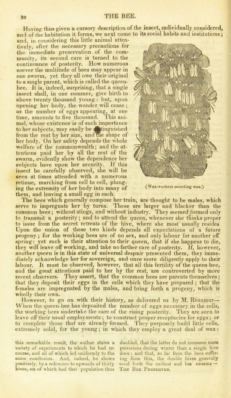 30 Having thus given a cursor)' description of the insect, individually considered, and of the habitation it forms, we next come to its social habits and institutions; and, in considering this little animal atten- tively, after the necessary precautions for the immediate preservation of the com- munity, its second care is turned to the continuance of posterity. How numerous soever the multitude of bees may appear in one swarm, yet they all owe their original to a single parent, which is called the queen- bee. Jt is, indeed, surprising, that a single insect shall, in one summer, give birth to above twenty thousand young : but, upon opening her body, the wonder will cease ; as the number of eggs appearing, at one time, amounts to five thousand. This ani- mal, whose existence is of such importance to her subjects, may easily be Atinguished from the rest by her size, and me shape of her body. On her safety depends the whole welfare of the commonwealth; and the at- tentions paid her by all the rest of the swarm, evidently show the dependence her subjects have upon her security. If this insect be carefully observed, she will be seen at times attended with a numerous retinue, marching from cell to cell, plung- ing the extremity of her body into many of (Wax-workers secreting wax.) them, and leaving a small egg in each. The bees which generally compose her train, are thought to be males, which serve to impregnate her by turns. These are larger and blacker than the common bees; without stings, and without industry. They seemed ^formed only to transmit a posterity; and to attend the queen, whenever she thinks proper to issue from the secret retreats of the hive, where she most'usually resides Upon the union of these two kinds depends all expectations of a future progeny ; for the working bees are of no sex, and only labour for another off spring: yet such is their attention to their queen, that if she happens to die, they will leave off working, and take no farther care of posterity. If, however, another queen is in this state of universal despair presented them, they imme- diately acknowledge her for sovereign, and once more diligently apply to their labour. It must be observed, however, that all this fertility of the queen-bee, and the great attentions paid to her by the rest, are controverted by more recent observers. They assert, that the common bees are parents themselves; that they deposit their eggs in the cells which they have prepared ; that the females are impregnated by the males, and bring forth a progeny, which is wholly their own. However, to go on with their history, as delivered us by M. Reaumur— When the queeti-bee has deposited the number of eggs necessary in the cells, the working bees undertake the care of the rising posterity. They are seen to leave off their usual employments ; to construct proper receptacles for eggs ; or to complete those that are already formed. They purposely build little cells, extremely solid, for the young; in which they employ a great deal of wax: this remarkable result, the author states a doubled, that the latter do not consume more variety of experiments to which he had re- provisions during winter than a single hive course, and all of which led uniformly to the does ; and that, so far from the bees suffer- same conclusion. And, indeed, he shows ing from this, the double hives generally jHwitively, by a reference to upwards of thirty send forth the earliest and bei swarms — hives, six of which had thei' population thus Tua PuEsauvau.