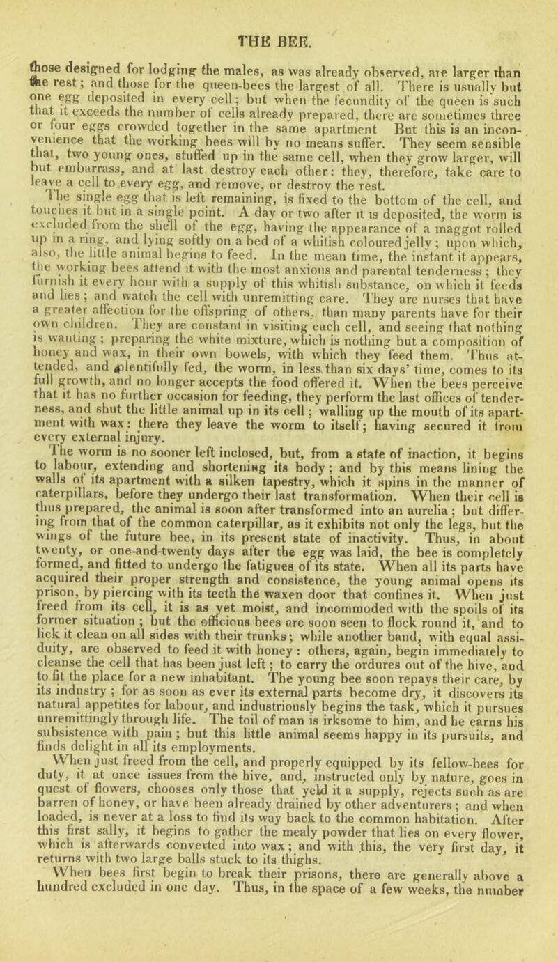 Aose designed for lodging (he males, as was already observed, me larger than she rest; and those for the queen-bees the largest of all. 'I'here is usually but one egg deposited in every cell; but when the fecundity of the queen is such tiiat it exceeds the number ot cells already prepared, there are sometimes three or four eggs crowded together in the same apartment But this is an incon- venience that the working bees will by no means suffer. They seem sensible that, two young ones, stuffed up in the same cell, when they grow larger, will but embarrass, and at last destroy each other: they, therefore, take care to leave a cell to every egg, and remove, or destroy the rest. I he single egg that is left remaining, is fixed to the bottom of the cell, and touches it but in a single point. A day or two after it is deposited, the worm is excluded from the shell ot the egg, having (he appearance of a maggot rolled up m a ring, and lying softly on a bed ot a whitish coloured jelly; upon which, also, the little animal begins to feed. In the mean time, the instant it appears, 'vorking bees attend it with the most anxious and parental tenderness ; they furnish it every hour with a supply of this whitish substance, on which it feeds and lies; and watch the cell vvith unremitting care, d hey are nur.ses that have a greater affection for the ofl’spring of others, than many parents have for their own children. 1 hey are constant in visiting each cell, and seeing (hat nothing IS wanting ; preparing (he vvhite mixture, which is nothing but a composition of honey and wax, in their own bowels, with which they feed them. Thus at- tended, and 4ilentifully fed, the worm, in less than six days’ time, comes to its full growth, and no longer accepts the food ofl'ered it. When the bees perceive that it has no further occasion for feeding, they perform the last offices of tender- ness, and shut the little animal up in its cell; walling up the mouth of its apart- ment with wax: there they leave the worm to itself; having secured it from every external injury. I he worm is no sooner left inclosed, but, from a state of inaction, it begins to labour, extending and shortening its body; and by this means lining the walls of its apartment with a silken tapestry, which it spins in the manner of caterpillars, before they undergo their last transformation. When their cell is thus prepared, the animal is soon after transformed into an aiirelia ; but differ- ing from that of the common caterpillar, as it exhibits not only the legs, but the wings of the future bee, in its present state of inactivity. Thus, in about twenty, or one-and-twenty days after the egg was laid, the bee is completely formed, and fitted to undergo the fatigues of its state. When all its parts have acquired their proper strength and consistence, the young animal opens its prison, by piercing with its teeth the waxen door that confines it. When just freed from ite cell, it is as yet moist, and incommoded with the spoils of its former situation ; but the officious bees ore soon seen to flock round it, and to lick it clean on all sides with their trunks; while another band, with equal assi- duity, are observed to feed it with honey: others, again, begin immediately to cleanse the cell that has been just left; to carry the ordures out of the hive, and to fit the place for a new inhabitant. The young bee soon repays their care, by its industry ; for as soon as ever its external parts become dry, it discovers its natural appetites for labour, and industriously begins the task, which it pursues unremittingly through life. The toil of man is irksome to him, and he earns his subsistence with pain ; but this little animal seems happy in its pursuits, and finds delight in all its employments. When just freed from the cell, and properly equipped by its fellow-bees for duty, it at once issues from the hive, and, instructed only by nature, goes in quest ot flowers, chooses only those that yeld it a supply, rejects such as are barren of honey, or have been already drained by other adventurers ; and when loaded, is never at a loss to find its way back to the common habitation. After this first sally, it begins to gather the mealy powder that lies on every flower, which is afterwards converted into wax; and with .this, the very first day, it returns with two large balls stuck to its thighs. ’ When bees first begin to break their prisons, there are generally above a hundred excluded in one day. Thus, in the space of a few weeks, the number