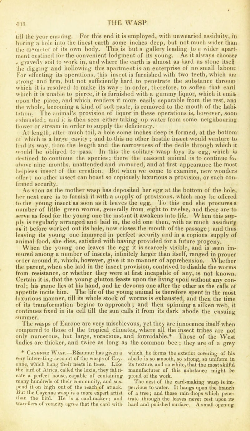 till the yenr ensiiiiijj. P’or this end it is employed, witli unwearied assiduity, in Imritifr a hole into the liiiest earth some inches deep, but not miicli wider than tlie ni“me(er of its own body. This is but a gallery leading to a wider apart- ment oestined I'nr the convenient lodgment of its young. As it always choose? .1 gravelly soil to work in, and where the earth is almost as hard as stone itseli the digging and hollowing this apartment is an enterprise of no small laboui: For effecting its operations, this insect is furnished with two teeth, which am strong and firm, but not sufficiently hard to penetrate the substance throiigr which it is resolved to make its way : in order, tlierefore, to soften that eanl wliich it is unable to pierce, it is furnished with a gummy liquor, which it emit* upon the place, and which renders it more easily separable from the rest, ano tiie whole, becoming a kind of soft paste, is removed to the mouth of the habi- t.ition. The animal’s provision of liquor in these operations is, however, soon c'diaiisted; ami it is then seen either taking up water from some neighbouring llower or stream in order to supply the deficiency. At length, after much toil, a hole some inches deep is formed, at the bottom of which is a large cavity ; and to this no other hostile insect would venture to tiud its way, fnmi the length and the narrowness of the defile through which it would be obliged to pass. In this the solitary wasp lays its egg, which vs destined to conimue the species; there the nascent aidmal is to continue fo. above nine months, unattended and immured, and at first appearance the most helpless insect of the creation. But when we come to examine, new wonders nfl’er : no other insect can boa.st so copiously luxurious a provision, or such con- firmed security. As soon as the mother wasp has deposited her egg at the bottom of the hole, lier next care is to furnish it with a supply of provisions, which may be offered (o the young insect as soon as it leaves the egg. '1 o this end she procures a number of little green worms, generally from eight to twelve, and these are to serve as food for the young one the instant it awakens into life. When this sup- ply is regularly arranged and laid in, the old one then, with as much assiduity as it before worked out its hole, now closes the mouth of the passage; and thus leaving its young one immured in perfect security and in a copious supply of animal food, she dies, satisfied with having provided for a future progeny. When the young one leaves the egg it is scarcely visible, and is seen im- mured among a number of insects, infinitely larger than itself, ranged in prooer order around it, which, however, give it no manner of apprehension. Whether the parent, when she laid in the insect provision, contrived to disable the worms from resistance, or whether they were at first incapable of any, is not known. Certain it is, that the young glutton feasts upon the living spoil without any con- trol ; his game lies at his hand, and he devours one after the other as the calls of appetite incite him. ’I’he life of the young animal is therefore spent in the most luxurious manner, till its whole stock of worms is exhausted, and then the time of its transformation begins to approach ; and then spinning a silken web, it continues fixed in its cell till the sun calls it from its dark abode the ensuing summer. The wasps of Europe are very mischievous, yet they are innocence itself when t'ompared to those ot the tropical climates, where ail the insect tribes are not only numerous, but large, voracious, and formidable.’^ Those of the West Indies are thicker, and twice as long as the common bee ; they are of a grey * Cayenne Wasp.—Rfeaumur has given a very interesting account of the wasps of Cay- enne, which hang their nests in trees. Like the bird of Alrica, called the loxia, they fabri- cate a perfect house, capable of couiainiiig many hundreds of their community, and sus- jieud it on high out of the reach of attack. But the Cayenne wasp is a more expert artist than the bird. He is a card-maker; and Uavcllers of veracity agree that the caul will) which he forms tl)e exterior coveting of his abode is so smooth, so strong, so uniform in its texture, and so white, that the most skilful manufacturer of this substance might be proud of the work. The nest of the card-making wasp is im- pei vious to water. It hangs upon the branch of a tree; and those rain-drops which pene- trate through the leaves never rest upon its hard and jiolished surface. A small opening