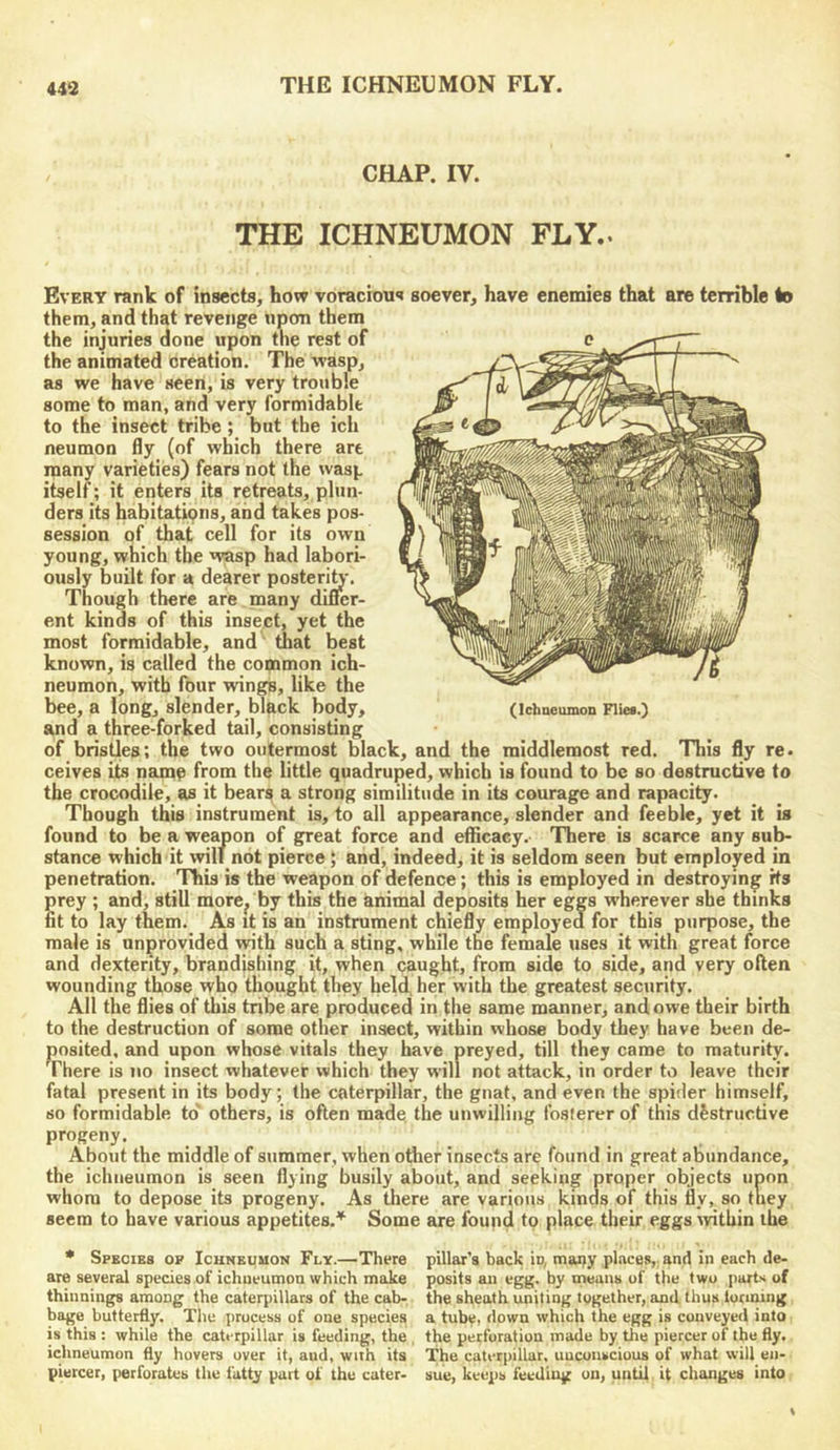 THE ICHNEUMON FLY. CHAP. IV. THE ICHNEUMON FLY.. Every rank of insects, how voracious soever, have enemies that are terrible te them, and that revenge upon them the injuries done upon the rest of the animated creation. The wasp, as we have seen, is very trouble some to man, and very formidable to the insect tribe; but the ich neumon fly (of which there art many varieties) fears not the wasp itself; it enters its retreats, phin- ders its habitations, and takes pos- session of that cell for its own young, which the wasp had labori- ously built for a dearer posteriU'. Though there are many dincr- ent kinds of this insect, yet the most formidable, and that best known, is called the common ich- neumon, with four wings, like the bee, a long, slender, black body, and a three-forked tail, consisting of bristles; the two outermost black, and the middlemost red. This fly re. ceives its nama from the little quadruped, which is found to be so destructive to the crocodile, as it bears a strong similitude in its courage and rapacity. Though this instrument is, to all appearance, slender and feeble, yet it is found to be a weapon of great force and efficacy.- There is scarce any sub- stance which it %vili not pierce; and, indeed, it is seldom seen but employed in penetration. This is the weapon of defence; this is employed in destroyin|f its rey ; and, still more^ by this the animal deposits her eggs wherever she thinks t to lay them. As it is an instrument chiefly employed for this purpose, the male is unprovided with such a sting, while the female uses it with great force and dexterity, brandishing it, when caught, from side to side, and very often wounding those who thought they held, her with the greatest security. All the flies of this tribe are produced in the same manner, and owe their birth to the destruction of some other insect, within whose body they have been de- posited. and upon whose vitals they have preyed, till they came to maturity. There is no insect whatever which they will not attack, in order to leave their fatal present in its body; the caterpillar, the gnat, and even the spider himself, so formidable to' others, is often made, the unwilling fosterer of this destructive progeny. ... About the middle of summer, when other insects are found in great abundance, the ichneumon is seen flying busily about, and seeking proper objects upon whom to depose its progeny. As there are varion.s kinds of this fly, so they seem to have various appetites.^ Some are found to place their eggs \rithin the * Species op Ichneumon Fly.—There pillar’s back in, many places, and in each de- are several species of ichneumon which make posits an egg. by means of the two .iiarts of thinnings among the caterpillars of the cab- the sheath uniting together, and thus tunning bage butterfly. The process of one species a tube, down which the egg is conveyed into is this : while the caterpillar is feeding, the , the perforation made by the piercer of the fly. ichneumon fly hovers over it, and, with its The caterpillar, unconscious of what will en- piercer, perforates the fatty part of the cater- sue, keeps feeding on, until it changes into (Ichneumon Flies.)