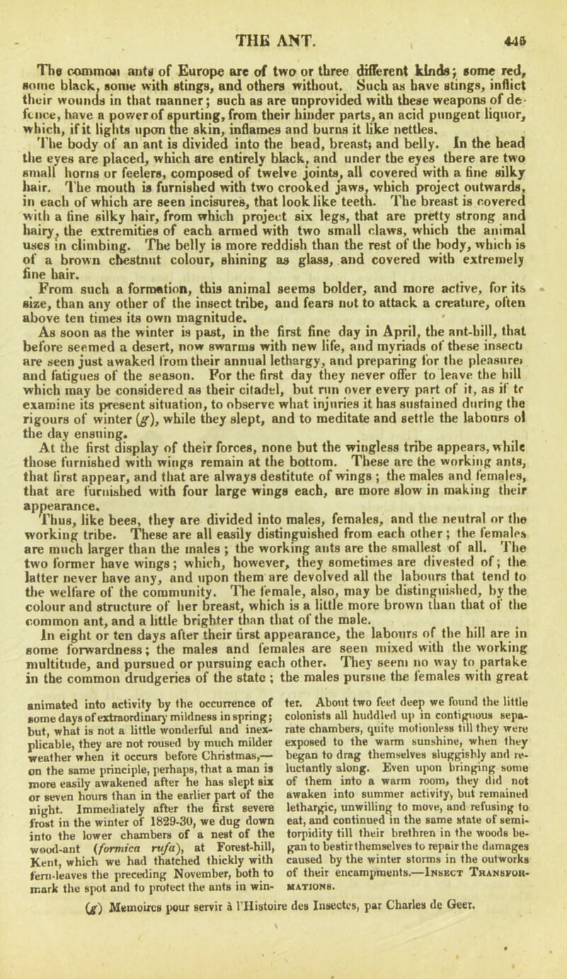 Th« common anti of Europe are of two or three different kinds; some red. Home black, some with stings, and others without. Such as have stings, inflict their wounds in that manner; such as are unprovided with these weapons of de- fence, have a pov/er of spurting, from their hinder parts, an acid pungent liquor, which, if it lights upon tne skin, inflames and burns it like nettles. 'I'he body of an ant is divided into the head, breast; and belly. In the head the eyes are placed, which are entirely blacky and under the eyes there are two small horns or feelers, composed of twelve joints^ all covered with a line silky hair. I'he mouth is furnished with two crooked jaws, which project outwards, in each of which are seen incisures, that look like teeth. The breast is covered with a line silky hair, from which project six legs, that are pretty strong and hairy^ the extremities of each armed with two small claws, which the animal uses m climbing. The belly is more reddish than the rest of the Iwdy, which is of a brown chestnut colour, shining as glass, and covered with extremely fine hair. From such a formation, this animal seems bolder, and more active, for its size, than any other of the insect tribe, and fears nut to attack a creature, often above ten times its own magnitude. As soon as the winter is past, in the first fine day in April, the ant-hill, that before seemed a desert, now swarms with new life, and myriads of these inseeb are seen just awaked from their annual lethargy, and preparing for the pleasure* and fatigues of the season. For the first day they never offer to leave the hill which may be considered as their citadel, but run over every part of it, as if tr examine its present situation, to observe what injuries it has sustained during the rigours of winter (^), while they slept, and to meditate and settle the labours ol the day ensuing. At the first display of their forces, none but the wingless tribe appears, while those furnished with wings remain at the bottom. These arc the working ants, that first appear, and that are always destitute of wings ; the males and females, that are furnished with four large wings each, are more slow in making their appearance. Thus, like bees, they are divided into males, females, and the neutral or the working tribe. These are all easily distinguished from each other; the females are much larger than the males ; the working ants are the smallest of all. The two former have wings; which, however, they sometimes are divested of; the latter never have any, and upon them are devolved all the labours that tend to tlie welfare of the community. The female, also, may be distinguished, by the colour and structure of her breast, which is a little more brown than that of the common ant, and a little brighter than that of the male. In eight or ten days after their first appearance, the labours of the hill are in some forwardness; the males and females are seen mixed with the working multitude, and pursued or pursuing each other. Tliey seem no way to partake in the common drudgeries of the state ; the males pursue the females with great animated into activity by the occurrence of Bome days of extraordinary mildness in spring; but, what is not a little wonderful and inex- plicable, they are not roused by much milder weather when it occurs before Christmas,-— on the same principle, perhaps, that a man is more easily awakened after he has slept six or seven hours than in the earlier part of the night. Immediately after the first severe frost in the winter of 1829-30, we dug down into the lower chambers of a nest of the woo<l-ant (formica rvfa), at Forest-hill, Kent, which we had thatched thickly with feni-leaves the preceding November, both to mark the sjiot and to protect the ants in win- (g) Memoiics pour servir a I'llistoi ter. About two feet deep we found the little colonists all huddled up in contiguous sepa- rate chambers, quite motionless till they were exposed to the warm sunshine, when they began to drag themselves sluggishly and re- luctantly along. Even u]>on bringing some of them into a warm room, they did not awaken into summer activity, but remained lethargic, unwilling to move, and refusing to eat, and continued in the same state of semi- torpidity till their brethren in the woods be- gan to bestir themselves to repair the damages caused by the winter storms in the outworks of their encampments.—Insect Transfor- mations. t: des Insectes, par Charles de Geer.