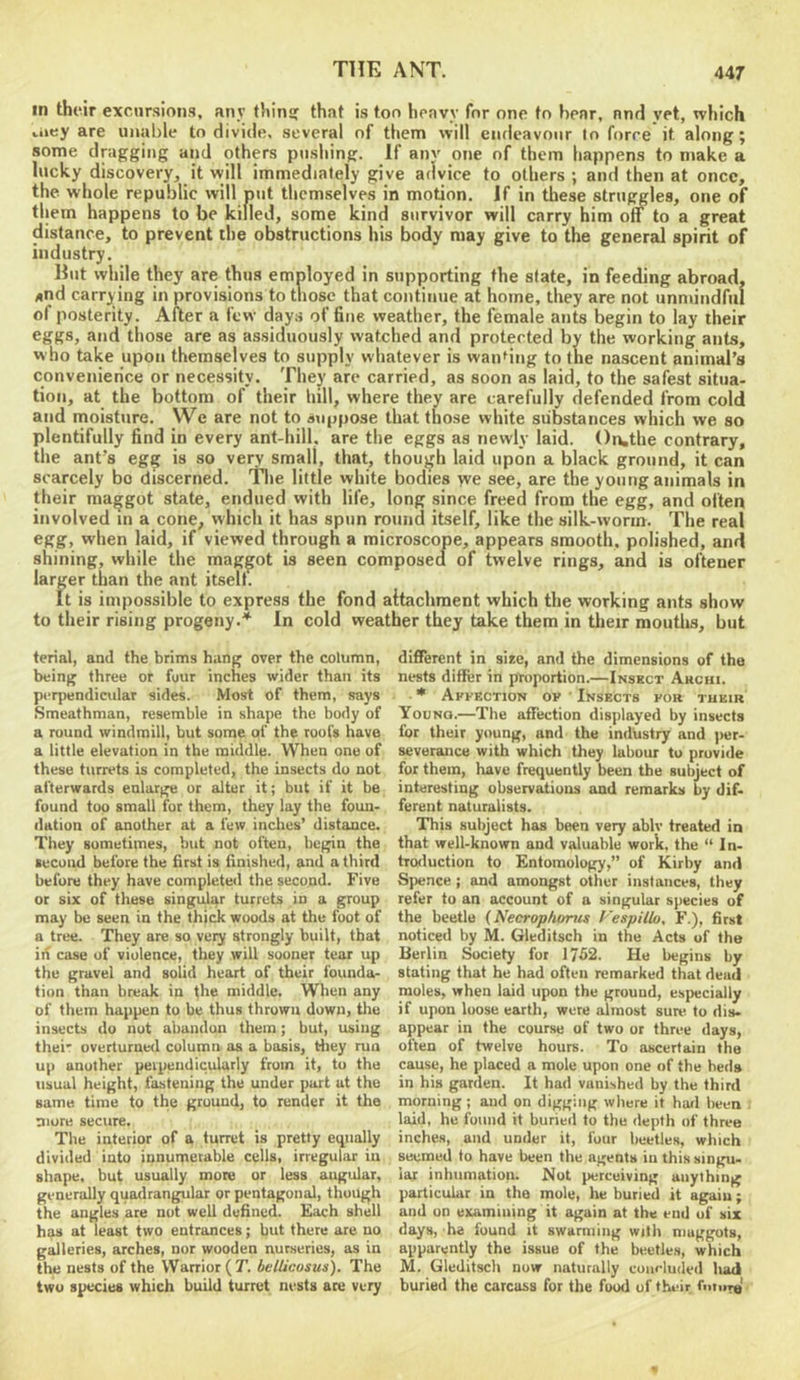 in their excursions, any tJnnij that is too heavy for one to hear, and yet, which toey are unable to divide, several of them will endeavour In force it along; some dragging and others pushing. If anv one of them happens to make a lucky discovery, it will immediately give advice to others ; and then at once, the whole republic will nut themselves in motion. If in these struggles, one of them happens to be killed, some kind survivor will carry him off to a great distance, to prevent the obstructions his body may give to the general spirit of industry. Hut while they are thus employed in supporting the state, in feeding abroad, ,»nd carrjfing in provisions to those that continue at home, they are not unmindful of posterity. After a few days of fine weather, the female ants begin to lay their eggs, and those are as assiduously watched and protected bv the working ants, who take upon themselves to supply whatever is wanMng to the nascent animal’s convenience or necessity. They are carried, as soon as laid, to the safest situa- tion, at the bottom of their hill, where they are carefully defended from cold and moisture. We are not to suppose that those white substances which we so plentifully find in every ant-hill, are the eggs as newly laid. ()n,the contrary, the ant’s egg is so very small, that, though laid upon a black ground, it can scarcely bo discerned. Tlie little white bodies vve see, are the young animals in their maggot state, endued with life, long since freed from the egg, and often involved in a cone, which it has spun round itself, like the silk-worm. The real egg, when laid, if viewed through a microscope, appears smooth, polished, and shining, while the maggot is seen composed of twelve rings, and is oftener larger than the ant itsell. It is impossible to express the fond attachment which the working ants show to their rising progeny.’^ In cold weather they take them in their mouths, but terial, and the brims hang over the column, being three or four inches wider than its perpendicular sides. Most of them, says Smeathman, resemble in shape the body of a round windmill, but some of tbe roofs have a little elevation in the middle. When one of these turrets is completed, the insects do not afterwards enlarge or alter it; but if it be found top small for them, they lay the foun- ilation of another at a few inches’ distance. They sometimes, but not often, begin the second before the first is finished, and a third before they have completed the second. Five or six of these singular turrets in a group may be seen in the thick woods at the foot of a tree. They are so very strongly built, that id case of violence, they will sooner tear up the gravel and solid heart of their founda- tion than break in the middle. When any of them happen to be thus thrown down, the insects do not abandon them; but, using thei’ overturned column as a basis, trliey run up another perpendicularly from it, to the usual height, fastening the under part at the same time to the ground, to render it the niore secure. The interior of a turret is pretty equally divided into innumerable cells, irregular in shape, but usually more or less angular, generally quadrangular or pentagonal, though the angles are nut well defined. Each shell has at least two entrances; but there are no galleries, arches, nor wooden nurseries, as in the nests of the Warrior (T. belUcosus). The two species which build turret nests are very different in si*e, and the dimensions of the nests differ in proportion.—Inskct Akcmi. * Affection of ’ Insects for tueir Younq.—The affection displayed by insects for their young, and the industry and jier- severauce with which they labour to provide for them, have frequently been the subject of interesting observations and remarks by dif- ferent naturalists. This subject has been very ablv treated in that well-known and valuable work, the “ In- troiluction to Entomology,” of Kirby and Spence ; and amongst other instances, they refer to an account of a singular species of the beetle {Neerophonis Fespillo^ F.), first noticed by M. Gleditsch in the Acts of the Berlin Society for 1752. He begins by stating that he had often remarked that dead moles, when laid upon the ground, especially if upon loose earth, were almost sure to dis- appear in the course of two or three days, often of twelve hours. To ascertain the cause, he placed a mole upon one of the beds in his garden. It had vanished by the third morning ; and on digging where it harl been . laid, he found it buried to the depth of three inches, and under it, four beetles, which seemed to have been the agents in this singu- lar inhumation. Not perceiving anything particular in the mole, he buried it again; and on examining it again at the end of six days, he found it swarming with maggots, apparently the issue of the beetle.s, which M. Gleditsch now naturally concluded had buried the carcass for the food of their