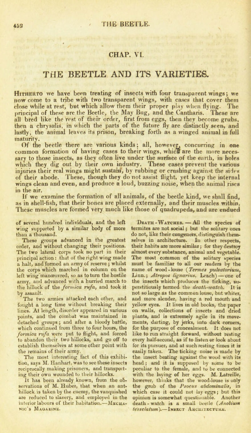 458 CHAP. VI. THE BEETLE AND ITS VARIETIES, Hitherto we have been treating of insects with four transparent wings; we now come to a tribe with two transparent wings, with cases that cover them close while at rest, but which allow them their proper play when flying. The principal of these are the Beetle, the May Bug, and the Cantharis. These are all bred like the rest of their order, first from eggs, then they become grubs, then a chrysalis, in which the parts of the future fly are distinctly seen, and lastly, the animal leaves its prison, breaking forth as a winged animal in full maturity. Of the beetle there are various kinds; all, however concurring in one common formation of having cases to their wings, whicU are the more neces- sary to those insects, as they often live under the surface of the earth, in holes which they dig out by their own industry. These cases prevent the various injuries their real wings might sustain, by rubbing or cntsbing against the sides of their abode. These, though they do not assist flight, yet keep the internal wings clean and even, and produce a loud, buzzing noise, when the animal rises in the air. If we examine the formation of all animals, of the beetle kind, we shall find, as in shell-fish, that their bones are placed externally, and their muscles within. 'I'liese muscles are formed very much like those of quadrupeds, and are endued of several hundred individuals, and the left wing supported by a similar body of more than a thousand. These groups advanced in the greatest order, and without changing their positions. The two lateral corjrs took no part in their principal action: that of the right wing made a halt, and formed an army of reserve ; whilst the corps which marched in column on the left wing'manoeuvred, so as to turn the hostile army, and advanced with a hurried march to the hillock of the formica rufa, and took it by assault. The two armies attacked each other, and fought a long time without breaking their lines. At length, disorder appeared in various points, and the combat was maintained in detached groups; and after a bloody battle, which continued from three to four hours, the formica rufa were put to flight, and forced to abandon their two hillocks, and go ofi’ to establish themselves at some other point with the remains of their army. The most interesting fact of this exhibi- tion, says M. Hanhart, was to see these insects reciprocally making prisoners, and transport- ing their own wounded to their hillocks. It has been already known, from the ob- servations of M. Huber, that when an ant- hillock is taken by the enemy, the vanquished are reduced to slavery, and employed in the interior labours of their habitation.—Mscua- Nic's Maqazink. Dbath-Watches. — All the species (A termites are not social; but the solitary ones do not, like their congeners, distinguish them- selves in architected. In other respects, their habits arc more similar; fur they destroy almost every substance, animal and vegetable. The most common of the solitaiy species must be familiar to all our readers by the name of wood-louse {Termet ‘puhatorium, Linn.; Atropus lignarius. Leach^ — one of the insects which produces the ticking, su- perstitiously termed the death-watch. It is not BO large as the common louse, but whiter, and more slender, having a red mouth and yellow eyes. It lives in old books, the paper on walls, collections of insects and dried plants, and is extremely agile in its move- ments, darting, by jerks, into dark ccxmers, for the puryiose of concealment. It does nut like to run straight forward, without resting every half-second, as if to listen or look about for its pursuer, and at such resting times it is easily taken. The ticking noise is made by the insect beating against the wood with its head; and it is supposed by some to be peculiar to the fem^e, and to be connected with the laying of her eggs. M. Latreille, however, thinks that the wood-louse is only the grub of the Psocus ubdominalis, in which case it could nut lay eg^gs; but this opinion is somewhat questionable. Another death-watch is a small beetle (A/tobium tesseiatum).—Insect Ahcuitectl'kk.