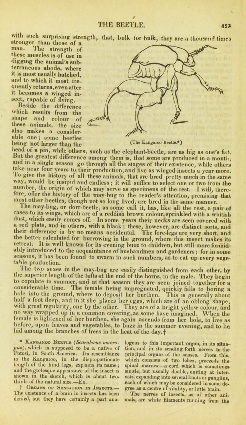 with such surprising strength, (hat, bulk lor bulk, the}' are a thonsnnri times stronger than those of a man. 'Ehe strength of these muscles is of use in ^'gghig the animal’s sub- terraneous abode) where it is most usually hatched, and to which it most fre- quently returns, even after it becomes a winged in- sect, capable of flying. Beside the difference which results from the shape and colour of these animals, the size also makes a consider-* able one; some beetles being not Iwger than the BeeUe.*) liead of a pin, while others, such as the elephant-beetle, are as big as one’s fist. Hut the greatest difference among them is, that some are produced in a montli, and in a single season go through all the stages of their existence, while others take near foiir years to their production, and live as winged insects a year more, 1 o give the history of all these animals, that are bred pretty much in the same way, would be insipid and endless; it will sufiice to select one or two from the number, the origin of which may serve as specimens of the rest. I will, there- fore, offer the history of the may-bug to the reader’s attention, premising tliat most other beetles, though not so long lived, are bred in the same manner. I he may-bug, or dorr-beetle, as some call it, has, like all the rest, a pair ot cases to Its wings, which are of a reddish brown colour, sprinkled with a whitish dust, which easily comes off. In some years their necks are seen covered with a black ; these, however, are distinct sorts, and their difference' is by no means accidental. I'he fore-legs are very short, and the better calculated for burrowing in the ground, where this insect makes its known for its evening buzz to children, but still more formid- ably introduced to the acquaintance of husbandmen and gardeners; for in some seasons, it has been found to swarm in such numbers, as to eat up every vege- table production. 1 he two sexes in the may-bug are easily distinguished from each other, by the superior length of the tufts at the end of the horns, in the male. They begin to copulate in summer, and at that season they are seen joined together for a considerable time. The female being impregnated, quickly falls to boring a hole into the ground, where to deposit her burthen. This is generally about half a foot deep, and in it she places her eggs, which are of an oblong shape, with great regularity, one by the other. They are of a bright yellow colour, and no way wrapped im in a common covering, as some have imagined. When the female is lightened of her burthen, she again ascends from her hole, to live ns before, upon leaves and vegetables, to buzz in the summer evening, and to lie hid among the branches of trees in the heat of the day.f ■ Kanoakoo Beetle (Scarabanis macro- logons to this important organ, in its skaa- pus), which is supposed to be a native of tion, and in its sending forth nerves to the- Potosi, in South America. Its resemblance principal organs of the senses. From this,, to the Kangaroo, in the disproportionate which consists of two lobes, proceeds the length of the hind legs, explains its name; spinal marrow—a cord which is sometimes, and the grotesque appearance of the insect is single, but usually double, uniting at inteiw shown in the sketch, which is about two- vals, expanding into several knots or ganglins, thirds of the natural size.—Ln. each of which maybe considered in some de- + Groans ov Sensation in Insects.— gree as a centre of vitality, or little brain. The existence of a brain in insects has been The nerves of insects, us of other ani- denied, but they have certainly a part ana- mals, are white filaments running from the