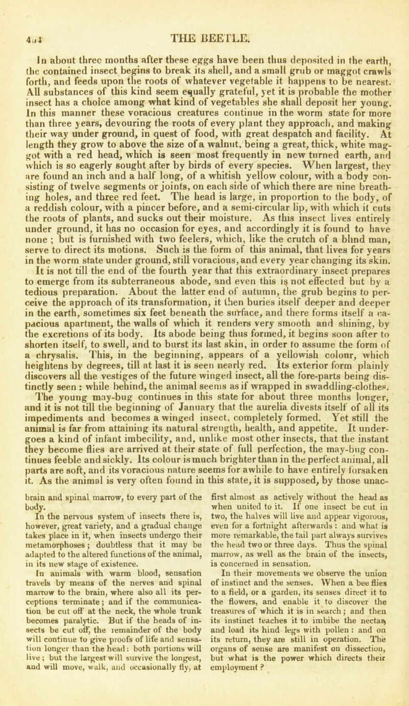 In about three months after these egga have been thus deposited in the earth, the contained insect begins to break its shell, and a small grub or maggot crawls forth, and feeds upon the roots of whatever vegetable it happens to be nearest. All substances of this kind seem equally grateful, yet it is probable the mother insect has a choice among what kind of vegetables she shall deposit her young. In this manner these voracious creatures continue in the worm state for more than three years, devouring the roots of every plant they approach, and making their way under ground, in quest of food, with great despatch and facility. At length they grow to above the size of a walnut, being a great, thick, white mag- got with a red head, which is seen most frequently in new turned earth, and which is so es^erly sought after by birds of every species. When largest, they are found an inch and a half long, of a whitish yellow colour, with a body con- sisting of twelve segments or Joints, on each side of which there are nine breath- ing holes, and three red feet. The head is large, in proportion to the body, of a reddish colour, with a pincer before, and a semi-circular lip, with which it cuts the roots of plants, and sucks out their moisture. As this insect lives entirely under ground, it has no occ^asion for eyes, and accordingly it is found to have none ; but is furnished with two feelers, which, like the crutch of a blind man, serve to direct its motions. Such is the form of this animal, that lives for years in the worm state under ground, still voracious, and every year changing its skin. It is not till the end of the fourth year that this extraordinary insect prepares to emerge from its subterraneous abode, and even this is not effected but by a tedious preparation. About the latter end of autumn, the grub begins to per- ceive the approach of its transformation, it then buries itself deeper and deeper in the earth, sometimes six feet beneath the surface, and there forms itself a ca- pacious apartment, the walls of which it renders very smooth and shining, by the excretions of its body. Its abode being thus formed, it begins soon after to shorten itself, to swell, and to burst its last skin, in order to assume the form of a chrysalis. This, in the beginning, appears of a yellowish colour, which heightens by degrees, till at last it is seen nearly red. Its exterior form plainly discovers all the vestiges of the future winged insect, all the fore-parts being dis- tinctly seen : while behind, the animal seems as if wrapped in swaddling-clothes. The young may-bug continues in this state for about three months longer, and it is not till the beginning of January that the aurelia divests itself of all its impediments and becomes a winged insect, completely formed. Yet still the animal is far from attaining its natural strength, health, and appetite. It under- goes a kind of infant imbecility, and, unlike most other insects, that the instant they become flies are arrived at their state of full perfection, the may-bug con- tinues feeble and sickly. Its colour is much brighter tlian in the perfect animal, all parts are soft, and its voracious nature seems for awhile to have entirely tbrsaken it. As the animal is very often found in this state, it is supposed, by those unac- brain and spinal marrow, to every part of the body. In the nervous system of insects there is, however, great variety, and a gradual change takes place in it, when insects undergo their metamorphoses; doubtless that it may be adapted to the altered functions of the animal, in its new stage of existence. In animals with warm blood, sensation travels by means of the nerves and spinal marrow to the brain, where also all its per- ceptions terminate; and if the communica- tion be cut off at the neck, the whole trunk becomes paralytic. But if the heads of in- sects be cut off, the remainder of the body will continue to give proofs of life and sensa- tion longer than the head: both portions will live ; but the largest will survive the longest, and will move, walk, aiul occasionally fly, at first almost as actively without the head as when united to it. If one insect be cut in two, the halves will live and appear vigorous, even fur a fortnight afterwards : and what is mure remarkable, the tail part always survives the head two or three days. Thus the spinal marrow, as well as the brain of the insects, is concerned in sensation. In their movements we observe tbe union of instinct and the senses. When a bee flies to a field, or a garden, its senses direct it to the flowers, and enable it to discover the treasures of which it is in search; and then its instinct teaches it to imbibe the nectai^ and load its hind legs with pollen : and on its return, they are still in operation. The organs of sense are manifest on dissection, but what is the power which directs their employment ?