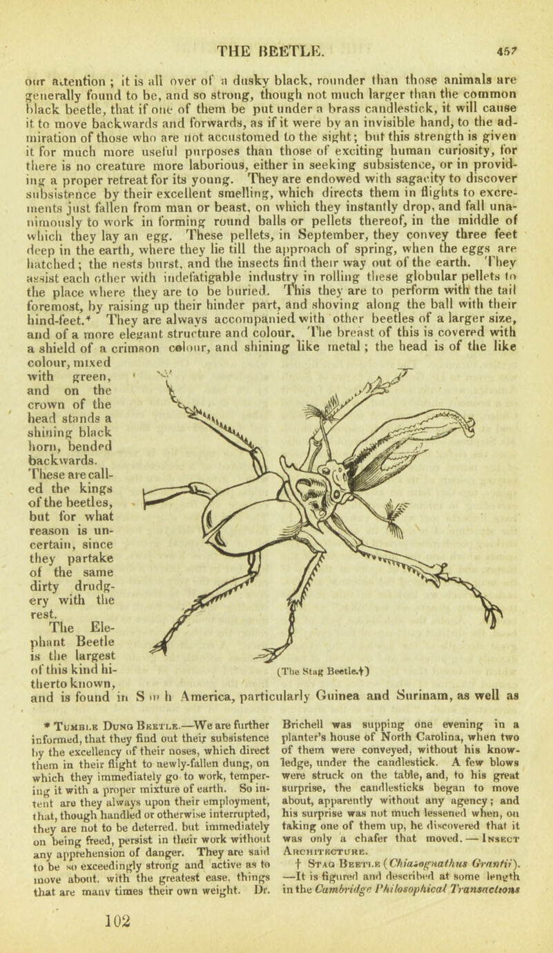 oiir Ritention ; it is all over of n dusky black, rounder Ilian those animals are jenerally found to be, and so strong, though not much larger than the common iilack beetle, that if one of them be put under a brass candlestick, it will cause it to move backwards and forwards, as if it were by an invisible hand, to the ad- miration of those who are not accustomed to the sight; but this strength is given it for much more useful purposes than those of exciting human curiosity, tor there is no creature more laborious, either in seeking subsistence, or in provid- ing a proper retreat for its young. They are endowed with sagacity to discover subsistence by their excellent smelling, which directs them in flights to excre- ments just fallen from man or beast, on which they instantly drop, and fall una- nimously to work in forming round balls or pellets thereof, in the middle of which they lay an egg. These pellets, in September, they convey three feet deep in the earth, where they lie till the approach of spring, vyhen the eggs are hatched; the nests bnrst, and the insects And their way out of the earth. They assist each other with indefatigable indust^ in rolling these globular pellets In the place where they are to be buried. This they are to perform with the tail foremost, by raising up their hinder part, and shoving along the ball with their hind-feet.^ They are always accompanied, with other beetles of a larger size, and of a more elegant structure and colour. The breast of this is covered with a shield of a crimson colour, and shining like metal; the head is of the like colour, mixed with green, ' and on the crown of the head stands a shining black horn, bended backwards. These are call- ed the kings of the beetles, but for what reason is un- certain, since they partake of the same dirty drudg- ery with the rest. The Ele- phant Beetle is the largest of this kind hi- (The stag Beetle.^) therto known, and is found in S m h .America, particularly Guinea and Surinam, as well as * Tumbi.b Duno Bketlb.—We are further informed, that they find out their subsistence by the excellency of their noses, which direct them in their flight to newly-fallen dung, on which they immediately go to work, temper- ing it with a proper mixture of earth. So in- tent aru they always upon their employment, that, though handled or otherwise interrupted, they are not to be deterred, but immediately on being freed, persist in their work without any apprehension of danger. They are said to be so exceedingly strong and active as to move about, with the greatest ease, things that are manv times their own weight. Dr. Brichell was supping one evening in a planter’s house of North Carolina, when two of them were conveyed, without his know- ledge, under the candlestick. A few blows were struck on the table, and, to his great surprise, the candlesticks began to move about, apparently without any agency; and his surprise was not much lessened when, on taking one of them up, he discovered that it was only a chafer that moved. — Insbct Akchitkctuhe. t Staq \it.%r\.y.{ChiaiogHathus Grnntii). —It is figured an<l described at some leneth in the CamMdge Philosophical Iransaclions 102