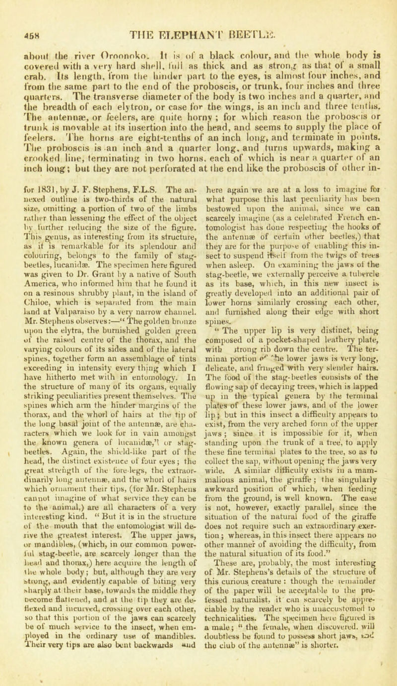 45H THE ET^EPHAN'I' HEliTrLE. about llie river Oroonnko. It is ol’ a black colour, mid the whole body is covereil with a very hard sliell, liiil as thick and as stroii,' as that ol a small crab. Its length, iroin the hinder part to the eyes, is almost lour inches, and from tlie same part to tlie end of the proboscis, or trunk, four inches and three quarters. The transverse diameter of the body is two inches and a quarter, and the breadth of each elytron, or case for the wings, is an inch and three tenths. 'Phe antennae, or feelers, are quite horny ; for which reason the proboscis or trunk is movable at its insertion into the head, and seems to supply the place of feelers. 'I'he horns are eight-tenths of an inch long, and terminate in points. Tlie proboscis is an inch and a quarter long, and turns upwards, making a crooked line, terminating in two horns, each of which is near a quarter ol an inch long; but they are not perforated at the end like the proboscis ol other in- fer 1831, by J. F. Stephens, F.L.S. The an- nexed outline is two-thirds of the natural size, omitting a portion of two of the limbs rather than lessening the effect of the object by further leducing the size of the figure. I'his genus, as interesting from its structure, as it IS remarkable for its splendour and colouring, belongs to the family of stag- beetles, lucanidae. The specimen here figured was given to Dr. Grant by a native of South America, who informed him that he found it on a resinous shrubby plant, in the island of Chiloe, which is separated from the main land at Valparaiso by a very narrow channel. Mr. Stephens observes:—“ The golden bronze upon the elytra, the burnished golden green of the raised centre of the thorax, and the varying colours of its sides and of the lateral spines, together form an assemblage of tints exceeding in intensity every thjng which I h.ive hitherto met with in entomology. In the structure of many of its organs, equally striking peculiarities present themselves. Tlie spines which arm the hinder margins of the thorax, and the whorl of hairs at the tiji of the long basal joint of the antennse, are cha- racters which we look for in vain amongst the known genera of lucanidae,’! or stag- beetles. Again, the shield-like part of tlie head, the distinct existence of four eyes; the great strength of the fore legs, the extraor- dinarily long antennae, and the whorl of liairs which ornament their tijis, (for Mr. Stephens cannot imagine of what seivice they can be to the animal,) are all characters of a very interesting kind. “ But it is in the structure of the mouth that the entomologist will de- rive the greatest interest. The upper jaws, or mandibles, (which, in our common powor- lul stag-beetle, are scarcely longer than the bead aud thorax,) here acquire the length of t be whole body; but, although they are very strong, and evidently capable of biting very sliarply at their base, towards the middle they uecome flaticned, and at the tip they are de- fiexed aud incurved, crossing over each other, so that this portion of the jaws can scarcely be of much service to the insect, when em- ployed in the ordinary use of mandibles. Their very tips are also bent backwards and here again we are at a loss to imagine for what purpose this last peculiarity has been bestowed upon the animal, since we can scarcely imagine (as a celebrated French en- tomologist has done respecting the hooks of the antennee of certain other beetles,) that they are for the purpose of enabling this in- sect to suspend i^elf from the twigs of trees when asleep. On examining the jaws ol the stag-beetle, we externally perceive a tubercle as its base, which, in this new insect is greatly develojied into an additional pair of lower horns similarly crossing each other, and furnished along their edge with short spine.s. “ The upper lip is very distinct, being composed of a pocket-shaped leathery plate, with jtrong rib down the centre. The ter- minal portion o' '-he lower jaws is very long, delicate, and fringed with very sleniler hairs. The fowl of the stag-beetles consists of the flowing sap of decaying trees, which is lapjied up in the typical genera by the terminal plates of these lower jaws, and of the lower lip; but in this insect a difficulty appears to exist, from the very arched form of the upjier jaws; since it is impossible for it, when standing upon the trunk of a tree, to apply these fine terminal plates to the tree, so as to collect the sap, without opening the jaws very wide. A similar difficulty exists in a mam- iiialious animal, the giraffe; the singularly awkward position of which, when feeding from the ground, is well known. The case is not, however, exactly parallel, since the situation of the natural food of the giraffe does not require such an extraordinary exer- tion ; whereas, in this insect there ajipears no other manner of avoiding the difficulty, from the natural situation of its food.” These are, probably, the most interesting of !Mr. Stephens’s details of the stnicture of this curious creature : though the remainder of the paper will be acceptable, to the pro- fessed naturalist, it can scarcely be appre- ciable by the reader who is unaccustomed to technicalities. The s{>eciineii here figured is a male; “ the female, when discovered, will doubtless be found to possess short jaws, end thu club of the antenuse” is shorter.