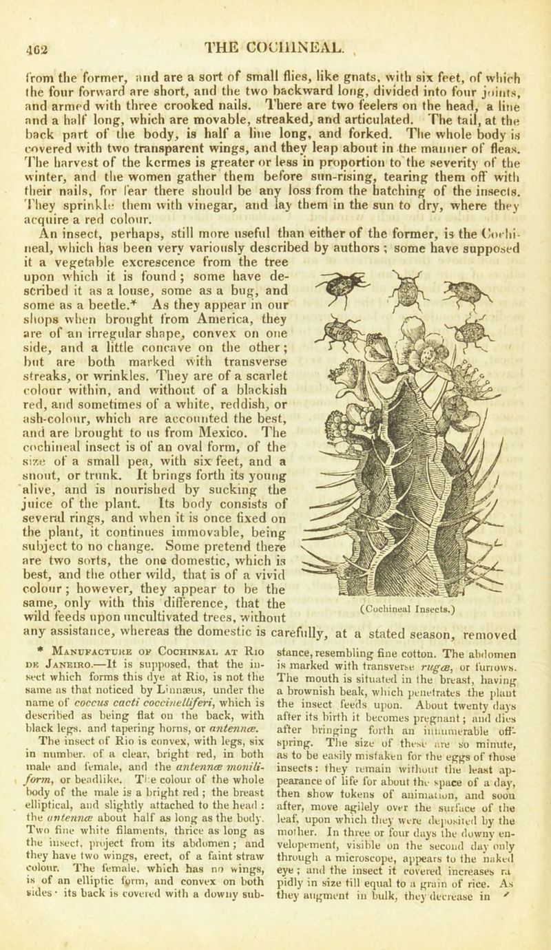 4G2 THE COCHINEAL. . irom the former, and are a sort of small flies, like gnats, with six feet, of whieh the four forward are short, and the two backward long, divided into four joints, and armed with three crooked nails. There are two feelers on the head, a line and a half long, which are movable, streaked, and articulated. The tail, at the back part of the body, is half a liiie long, and forked. The whole body i.s covered with two transparent wings, and they leap about in the manner of flea.s. The harvest of the kermes is greater or less in proportion to the severity of the winter, and tlie women gather them before snn-rising, tearing them off with their nails, for fear there should be any loss from the hatching of the insects, 'riiey sprinkle them with vinegar, and lay them in the sun to dry, where they acquire a red colour. An insect, perhaps, still more useful than either of the former, is the Cochi- neal, which has been very variously described by authors ; some have supposed it a vegetable excrescence from the tree upon w'hich it is found ; some have de- scribed it as a louse, some as a bug, and some as a beetle.^ As they appear in our shops when brought from America, they are of an irregular shape, convex on one side, and a little concave on the other; but are both marked with transverse streaks, or wrinkles. They are of a scarlet colour within, and without of a blackish red, and sometimes of a white, reddish, or ash-colour, which are accounted the best, and are brought to us from Mexico. I'he cochineal insect is of an oval form, of the size of a small pea, with six feet, and a snout, or trunk. It brings forth its young alive, and is nourished by sucking the juice of the plant. Its body consists of several rings, and when it is once fixed on the plant, it continues immovable, being subject to no change. Some pretend there are two sorts, the one domestic, which is best, and the other wild, that is of a vivid colour; however, they appear to be the same, only with this difl’erence, that the wild feeds upon uncultivated trees, without any assistance, whereas the domestic is carefully, at a stated season, removed • Manukactuke of Cochineal at Rio DE Janeiro.—It is supposed, that the in- sect which forms this dye at Rio, is not the same as that noticed by Linnaeus, under the name of coccus cacti cocciueliiferi, which is described as being flat on the back, with black legs, and tapering horns, or antennec. The insect of Rio is convex, with legs, six in number, of a clear, bright red, in both male and female, and the antennee vi07iili- form, or bendlike. Ti e colour of the whole body of the male is a bright red ; the breast elliptical, and slightly attached to the head : the untennee about half as long as the body. Two fine white filaments, thrice as long as the insect, project from its abdomen; and they have (wo wings, erect, of a faint straw colour. The female, which has no wings, is of an elliptic tyrm, and convex on both sides • its back is covered with a downy sub- stance, resembling fine cotton. The abdomen is marked with transverse ru^oB, or furiows. The mouth is situated in the breast, having a brownish beak, which penetrates the plant the insect feeds upon. About twenty da3's after its birth it becomes pregnant; and dies after bringing forth an iuiiunierable oft- spring. The size of these are so minute, ^ to be easily mistaken for the eggs of those insects: they remain without the least ap- pearance of life for about thi- space of a day, then show tokens of animation, «ind souu after, move agilely over the surface of the leaf, upon which they were deposited by the mother. In three or four days the downy en- velopement, visible on the second day only through a microscope, apjiears to the naked eye ; and the insect it covered increases r.i pidl)’ in size till equal to ti grain of rice. As they augment in bulk, they decrease in