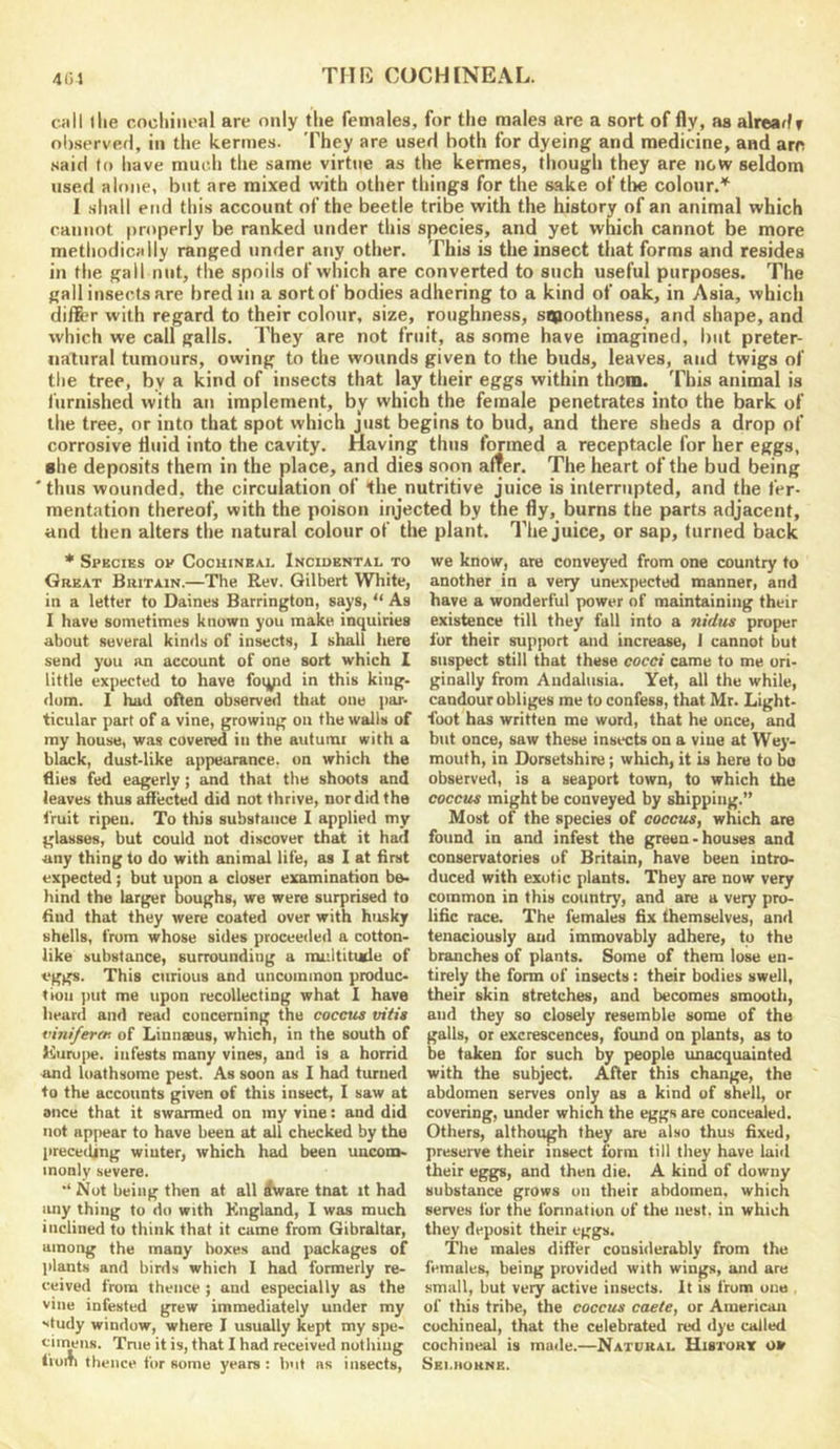 ciill llie cocliiiioal are only the females, for the males are a sort of fly, as alrearlr ol)servefl, in the kertnes. They are used both for dyeing and medicine, and are said to have much the same virtue as the kermes, though they are new seldom used alone, but are mixed with other things for the sake of the colour.* 1 .shall end this account of the beetle tribe with the history of an animal which cannot properly be ranked under this species, and yet which cannot be more methodically ranged under any other. This is the insect that forms and resides in the gall nut, the spoils of which are converted to such useful purposes. The gall insects are bred in a sort of bodies adhering to a kind of oak, in Asia, which differ with regard to their colour, size, roughness, smoothness, and shape, and which we call galls. They are not fruit, as some have imagined, but preter- natural tumours, owing to the wounds given to the buds, leaves, and twigs of tlie tree, by a kind of insects that lay their eggs within them. This animal is furnished with an implement, by which the female penetrates into the bark of the tree, or into that spot which just begins to bud, and there sheds a drop of corrosive fluid into the cavity. Having thus formed a receptacle for her eggs, •he deposits them in the place, and dies soon after. The heart of the bud being 'thus wounded, the circulation of the nutritive juice is interrupted, and the fer- mentation thereof, with the poison injected by the fly, burns the parts adjacent, and then alters the natural colour of the plant. The juice, or sap, turned back * Species op Cochineai. Incidental to Great Britain.—The Rev. Gilbert White, in a letter to Daines Barrington, says,  As I have sometimes known you make inquiries about several kinds of insects, I shall here send you an account of one sort which I little expected to have foq^id in this king- dom. 1 had often observed that one par- ticular part of a vine, growing on the walls of my house, was covered in the autumi with a black, dust-like appearance, on which the flies fed eagerly; and that the shoots and leaves thus affected did not thrive, nor did the fruit ripen. To this substance 1 applied my glasses, but could nut discover that it had any thing to do with animal life, as I at first expected; but upon a closer examination be- hind the larger boughs, we were surprised to find that they were coated over with husky shells, from whose sides proceeded a cotton- like substance, surrounding a imiltitude of eggs. This curious and uncommon produc- tion put me upon recollecting what 1 have heard and read concerning the coccus vitis viniferett of Linnaeus, which, in the south of l<iuru|)e. infests many vines, and is a horrid and loathsome pest. As soon as I had turned to the accounts given of this insect, I saw at ance that it swarmed on my vine: and did not appear to have been at all checked by the preceding winter, which had been uucon*. monly severe. ‘‘Not being then at all ^are tnat it had imy thing to do with England, I was much inclined to think that it came from Gibraltar, among the many boxes and packages of plants and birds which I had formerly re- ceived from thence ; and especially as the vine infested grew immediately under my Ntudy window, where I usually kept my spe- cimens. True it is, that I had received nothing Irom thence for some years: but as insects. we know, are conveyed from one country to another in a very unexpected manner, and have a wonderful power of maintaining their existence till they fall into a nidus proper for their support and increase, 1 cannot but suspect still that these cocci came to me ori- ginally from Andalusia. Yet, all the while, candour obliges me to confess, that Mr. Light- foot has written me word, that he once, and but once, saw these insects on a vine at Wej’- mouth, in Dorsetshire; which, it is here to bo observed, is a seaport town, to which the coccus might be conveyed by shipping.” Most of the species of coccus, which are found in and infest the green-houses and conservatories of Britain, have been intro- duced with exotic plants. They are now very common in this country, and are a very pro- liflc race. The females fix themselves, and tenaciously and immovably adhere, to the branches of plants. Some of them lose en- tirely the form of insects: their bodies swell, their skin stretches, and becomes smooth, and they so closely resemble some of the galls, or excrescences, found on plants, as to be taken for such by people unacquainted with the subject. After this change, the abdomen serves only as a kind of shell, or covering, under which the eggs are concealed. Others, although they are also thus fixed, preserve their insect form till they have laid their eggs, and then die. A kind of downy substance grows on their abdomen, which serves fur the formation of the nest, in which they deposit their eggs. Tile males differ considerably from the females, being provided with wings, and are small, but veiy active insects. It is from one , of this tribe, the coccus caete, or American cochineal, that the celebrated red dye called cochineal is made.—Natural Histort o» Sbi.hoknb.