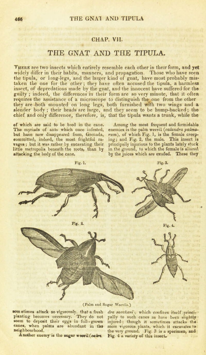 CHAP. VII. THE GNAT AND THE TIPULA. There are two insects which entirely resemble each other in their form, and yet widely differ in their habits, manners, and propagation. Those who have seen the tipula, or long-legs, and the larger kind of gnat, have most probably mis- taken the one for the other; they have often accused the tipula, a harmless insect, of depredations made by the gnat, and the innocent have suffered for th« guilty ; indeed, the differences in their form are so very minute, that it often requires the assistance of a microscope to distinguish the one from the other they are-both mounted on long legs, both furnished with two wings and a slender body ; their heads are large, and they seem to be hump-backed; the chief and oidy difference, therefore, is, that the tipula wants a trunk, while the of which are said to be bred in the cane. The myriads of ants which once infested, but have now disappeared from, Grenada, committed, indeed, the most frightful ra- vages ; but it was rather by excavating their little metropolis beneath the roots, than by attacking the Irody of the cane. Among the most frequent and formidable enemies is the palm weevil {calandra palma- rum), of which Fig. 1, is the female cree^ ing; and Fig. '2, the male. This insect is principally injurious to the plants lately stuck in the ground, to which the female is allured by the juices which are exuded. These they Fig. 1. Fig. a (Palm and Sugar Weevils.) Bom etimes attack so vigorously, that a fresh planting becomes necessary. They do not seem to de])Osit their eggs in full-grown canes, when palms are abundant in th9 neighbourhood. Another euemy is the sugar weevil (oniru dra sarc/iari). which confines itself princi- pally to such canes as have been slightly injured ; though it sometimes attacks the more vigorous plants, which it excavates to the very ground. Fig. 3 is a specimen, and Fig. 4 a variety of tluB insecU *