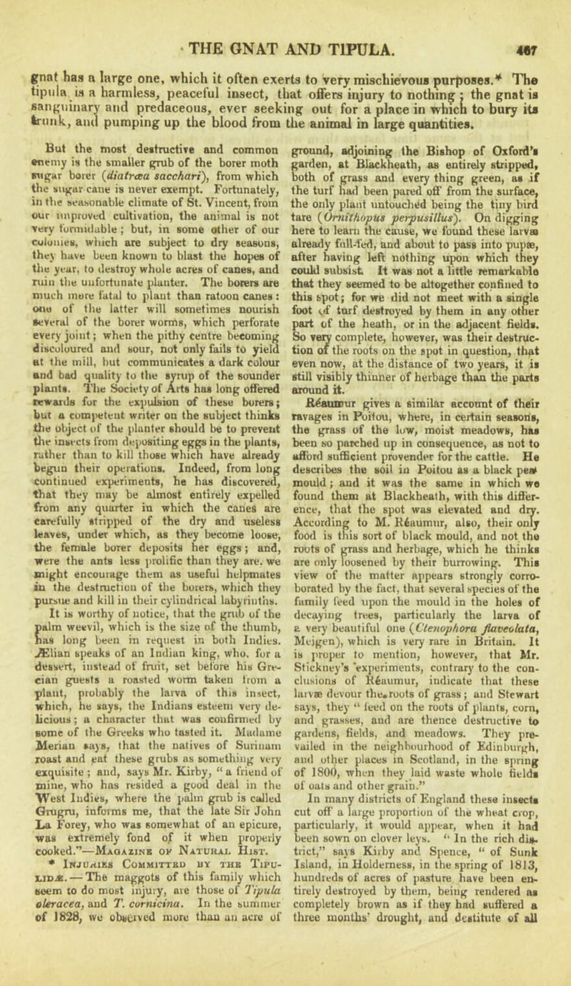 gnnt has a large one, which it often exerts to very mischievous purposes.* The tipiila is a harmless, peaceful insect, that offers injury to nothing : the gnat is sanguinary and predaceous, ever seeking out for a place in which to bury its trunk, and pumping up the blood from the animal in large quantities. But the most deitructive and common enemy is the smaller grub of the borer moth 8\igar borer (diatrcea sacc/iari), from which the sugar cane is never exempt. Fortunately, in the seasonable climate of St. Vincent, from our unproved cultivation, the animal is not very fomiulable ; but, in some other of our colonies, which are subject to dry seasons, they have been known to blast the hopes of the year, to destroy whole acres of canes, and ruin the unfortunate jilanter. The borers are much more fatal to plant than ratoon canes : one of the latter will sometimes nourish Several of the borer worms, which perforate every joint; when the pithy centre becoming discoloured and sour, nut only fails to yield at the mill, but communicates a dark colour and bad quality to the syrup of the sounder plauits. The i^cietyof Arts has long offered rewards fur the expulsion of these borers; but a competent writer on the subject thinks the object of the planter should be to prevent the insects from depositing eggs in the plants, ruther than to kill those which have already begun their operations. Indeed, from long continued experiments, he has discovered, that they may be almost entirely expelled from any quarter in which the caueS are carefully stripped of the dry and useless leaves, under which, as they become loose, the female borer deposits her eggs; and, were the ants less ])rolific than they are. we might encourage them as useful helpmates in the destmetiou of the borers, which they pursue and kill in their cylindrical labyrinths. It is worthy of notice, that the grub of the aim weevil, which is the size of the thumb, as long been in request in both Indies. ASlian speaks of an Indian king, who, fur a dessert, instead of fruit, set before his Gre- cian guests a roasted worm taken from a plant, probably the larva of this insect, which, he says, the Indians esteem very de- licious ; a character that was coufirnied by some of the Greeks who tasted it. Madame Merian says, that the natives of Surinam loast and ^at these grubs as something very exquisite ; and, says Mr. Kirby, “ a friend of mine, who has resided a good deal in the West Indies, where the palm grub is called Grugru, informs me, that the late Sir John l<a Forey, who was somewhat of an epicure, was extremely fond of it when properly cooked.’’—Magazine ok Natukai. Hist. • InjU/uks Coumittbu by the TlPU- — The maggots of this family which seem to do most injury, are those of Tipula oleracea, and T. cornicina. In the suniiner of 1828, we observed more than an acre of ground, adjoining the Bishop of Oxford’s garden, at Blackheath, as entirely stripped, both of grass and every thing green, as if the turf had been pared off from the surface, the only plant untouched being the tiny bird tare {Oniithopua perpusillus'). On digging here to learn the cause, we found these larva already full-led, and about to pass into puj)®, after having left nothing upon which they coukl subsist It was not a little remarkable that they seemed to be altogether confined to this spot; for we did not meet with a single foot c>f turf destroyed by them in any other part of the heath, or in the adjacent fields. So very complete, however, was their destruc- tion of the roots on the siHit in question, that even now, at the distance of two years, it is still visibly thinner of herbage than the parts around h. B^amnur gives a similar account of their ravages in Poitou, where, in certain seasons, the grass of the low, moist meadows, has been so parched up in consequence, as not to afford sufficient provender for the cattle. He describes the soil in Poitou as a black peat mould: and it was the same in which we found them at Blackheath, with this differ- ence, that the spot was elevated and dry. According to M. K£aumur, also, their only food is this sort of black mould, and not the routs of grass and herbage, which he thinks are only loosened by their burrowing. This view of the matter appears strongly corro- borated by the fact, that several species of the family feed upon the mould in the holes of decaying trees, particularly the larva of a very beautiful one {Clenophora flaveolata, Meigen), which is very rare in Britain. It is proper to mention, however, that Mr. Stickney’s ‘experiments, contrary to the con- clusions of K£aiimur, indicate that these lurvffi devour the.ruut8 of grass ; and Stewart says, they “ teed on the roots of jtluuts, corn, and grasses, and are thence destructive to gardens, fields, and meadows. They pre- vailed in the neighhuurhood of Edinburgh, and other places in Scotland, in the spring of 1800, when they laid waste whole fieldi of oats and other grain.” In many districts of England these insect* cut off' a large proportion of the wheat crop, particularly, it would appear, when it had been sown on clover leys. “In the rich di*. trict,” says Kirby and Spence, “ of Sunk Island, in Holdemess, in the spring of 1813, hundreds of acres of pasture have been en- tirely destroyed by them, being rendered a* completely brown as if they had suffered a three months’ drought, and destitute of all