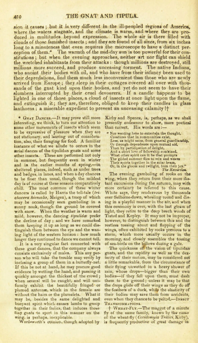 Bion it causes ; but it is very different in the ill-peopled regions of America, where the waters stagnate, and the climate is warm, and where they are pro- duced in multitudes beyond expression. The whole air is there filled with clouds of those famished insects ; and they are found of all sizes, from six inches long to a minuteness that even requires the microscope to have a distinct per- ception of them.* The warmth of the mid-day sun is too powerful for their con- stitutions ; but wlien the evening approaches, neither ait nor flight can shield the wretched inhabitants from their attacks : though millions are destroyed, still millions more succeed, and produce unceasing torment. The native Indians, who anoint their bodies with oil, and who have from their infancy been used to their depredations, find them much less inconvenient than those who are newly arrived from Europe; they sleep in their cottages covered all over with thou- sands of the gnat kind upon their bodies, and yet do not seem to have their slumbers interrupted by their cniel devourers. If a candle happens to be lighted in one of those places, a cloud of insects at once light upon the flame, and extinguish it; they are, therefore, obliged to keep their candles in glass lanthorns ; a miserable expedient to prevent an unceasing calamity !f * Gnat Dances.—It may prove still more interesting, we think, to turn our attention to some other movements of insects which seem to be expressive of pleasure when they are not stationary, and leaving out of considera- tion, also, their foregoing for food. A familiar instance of what we allude to occurs in the Brial dances of the tipulidan gnats and some other insects. These are performed not only in summer, but frequently even in winter and im the earlier months of spring,—in sheltered places, indeed, such as under trees and hedges, in lanes, and when a day chances to be finer than usual, though the mildest day is of course at these seasons comparatively chill. The most common of these winter dancers is called by Harris the tell-tale (<n- chocera hiemalia, Meigen), a troop of which may be occasionally seen gamboling in a sunny nook, though the ground be covered with snow. When the weather is warm and mild, however, the dancing tipulidaa prefer the decline of day ; and we have remarked them keeping it up as long as we could dis- tinguish them between the eye and the wan- ing light of the western horizon : how much longer they continued to dance we cannot tell. It is a very singular fact connected with these gnat dances, that the company always consists exclusively of moles. This any per- son who will take the trouble may verify by inclosing a group of them in a butterfly-net. If this be nut at hand, he may procure good evidence by wetting the hand, and passing it quickly amongst the thickest of the crowd ; when several will be caught, and will uni- formly exhibit the beautifully fringed or plumed antennie, which in the female are without the hairs or the plumelets. What it may be, besides the same delighted and buoyant spirit which causes lambs to group together in their frolics, that induces those tiny guats -to sport in this manner on the wing, is perhaps, inexplicable. Wordsworth’s opinion, though adopted by Kirby and Spence, is, perhaps, as we shall presently endeavour to show, more poetical than correct. His words are:— Nor wanting here to entertain the thought. Creature* that in communities exist, Lesa, as migiit seem, from general guardianship. Or tlirough dependence upon mutual aid. Than by participation of delight. And a strict love of fellowship cumhined. What other spirit can it be that prompts The gilded summer flies to mix and wears Their snorts together in tlie solar beam. Or, in the gloom and twilight, hum their Joy.” Tha Bccursiom. The evening gamboling of rooks on the wing, when they return from their more dis- tant excursions during the autumn, may with more certainty be referred to this cause. White says, they rendezvous by thousands over Selborne-down, wheeling round and div- ing in a playful manner in the air, and when this ceremony is over, with the last gleam of light, they retire to the deep beech woods of Tisted and Kepley. It may not be improper, however, to distinguish between this and the restless tossing about and flapping of the wings, often exhibited by rooks previous to a storm, which more usually occurs in the morning, and closely resembles the tossing of sea-birds on the ^lows during a gale. The quickness oFthe vision of tipulidan gnats, and the rapidity as well as the dex- terity of their motion, may be considered not a little remarkable, from the circumstance of their flying unwetted in a heavy shower of rain, whose drops—bigger than their own bodies—if they fell upon them, must dash them to the ground; unless it may be that the drops glide off their wings as they do off the feathers of a duck, whil|3 the elasticity of their bodies may save them from accidents, even when they chance to be pelted.—Imsbct Transformations. f Whbat-Flt.—The maggot of a minute fly of the same family, known by the sansa of the wheat-fly (C’ecirfomy/a 3'r»V«W, Kirby), it frequently productive of gieut damage in