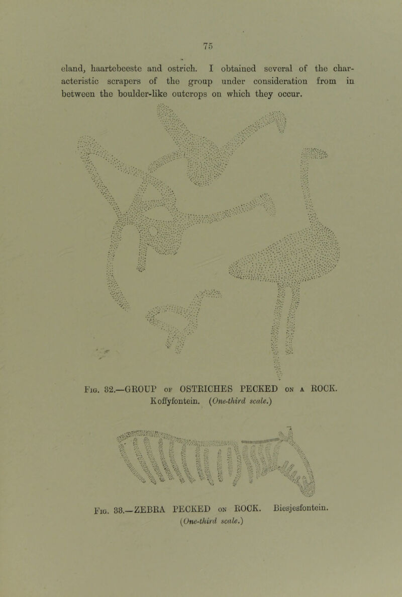 eland, haartebeeste and ostrich. I obtained several of the char- acteristic scrapers of the group under consideration from in between the boulder-like outcrops on which they occur. Fig. 82.—group of OSTRICHES PECKED on a ROCK. Kofl’yfontein. {One-third sccde.) Fig. 38.—zebra PECKED on ROCK. Biesjesfontcin. {One-third scale.)