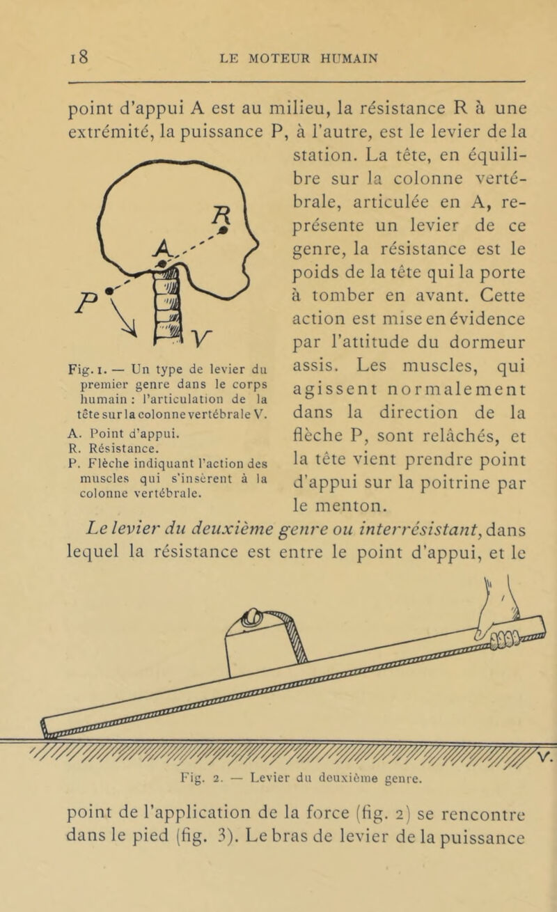 point d’appui A est au milieu, la résistance R à une extrémité, la puissance P, à l’autre, est le levier de la station. La tête, en équili- bre sur la colonne verté- brale, articulée en A, re- présente un levier de ce genre, la résistance est le poids de la tête qui la porte à tomber en avant. Cette action est mise en évidence par l’attitude du dormeur assis. Les muscles, qui agissent normalement dans la direction de la flèche P, sont relâchés, et la tête vient prendre point d’appui sur la poitrine par le menton. Le levier du deuxième genre ou interrcsistant, dans lequel la résistance est entre le point d’appui, et le point de l’application de la force (fig. 2) se rencontre dans le pied (fig. 3). Le bras de levier de la puissance Fig. I.— Un type de levier du premier genre dans le corps humain ; l’articulation de la tête sur la colonne vertébrale X. A. Point d’appui. R. Résistance. P. Flèche indiquant l’action des muscles qui s'insèrent à la colonne vertébrale.