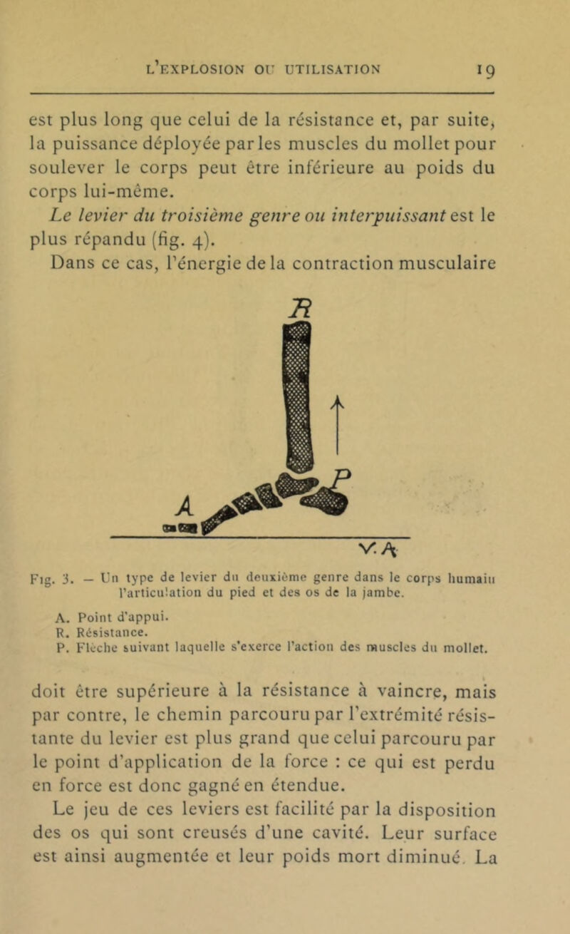 est plus long que celui de la résistance et, par suite, la puissance déployée parles muscles du mollet pour soulever le corps peut être inférieure au poids du corps lui-même. Le levier du troisième genre ou interpuissant est le plus répandu (fig. 4). Dans ce cas, l’énergie de la contraction musculaire B VA Fig. 3. — Un type de levier du deuxième genre dans le corps humain l’articulation du pied et des os de la jambe. A. Point d’appui. R. Résistance. P. Flèche suivant laquelle s’exerce l’action des muscles du mollet. i doit être supérieure à la résistance à vaincre, mais par contre, le chemin parcouru par l’extrémité résis- tante du levier est plus grand que celui parcouru par le point d’application de la force : ce qui est perdu en force est donc gagné en étendue. Le jeu de ces leviers est facilité par la disposition des os qui sont creusés d’une cavité. Leur surface est ainsi augmentée et leur poids mort diminué, La