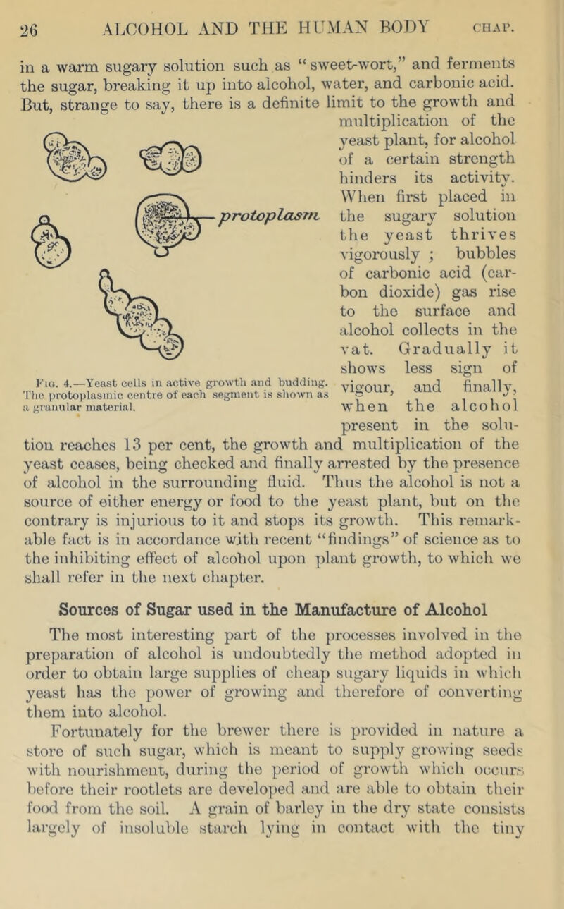 in a warm sugary solution such as “ sweeLwort,” and ferments the sugar, breaking it up into alcohol, water, and carbonic acid. But, strange to say, there is a defijiite limit to the growth and multiplication of the yeast plant, for alcohol of a certain strength hinders its activity. When first placed in the sugary solution the yeast thrives vigorously ; bubbles of carbonic acid (car- bon dioxide) gas rise to the surface and alcohol collects in the vat. Gradually it shows less sign of vigour, and finally, when the alcohol present in the solu- tion reaches 13 per cent, the growth and multiplication of the yeast ceases, being checked and finally arrested by the presence of alcohol in the surrounding fluid. Thus the alcohol is not a source of either energy or food to the yeast plant, but on the contrary is injurious to it and stops its growth. This remark- able fact is in accordance with recent “findings” of science as to the inhibiting effect of alcohol upon plant growth, to which we shall refer in the next chapter. Sources of Sugar used in the Manufacture of Alcohol The most interesting part of the processes involved in the preparation of alcohol is undoubtedly the method adopted in order to obtain large supplies of clieap sugary licpiids in which yeast has the power of growing and therefore of converting them into alcohol. Fortunately for the brewer there is provided in nature a store of such sugar, which is meant to supply growing seeds with nourishment, during the period of growth which occurs before their rootlets are develoy)ed and are able to obtain their fo(xl from the soil. A grain of barley in tlie dry state consists largely of insoluble starch lying in conUict with the tiny protoplcLsrn I' lo. 4.—Yeast cells iu active growth and budding. The protoplasmic centre of each segment is shown as a gi aiiular material.