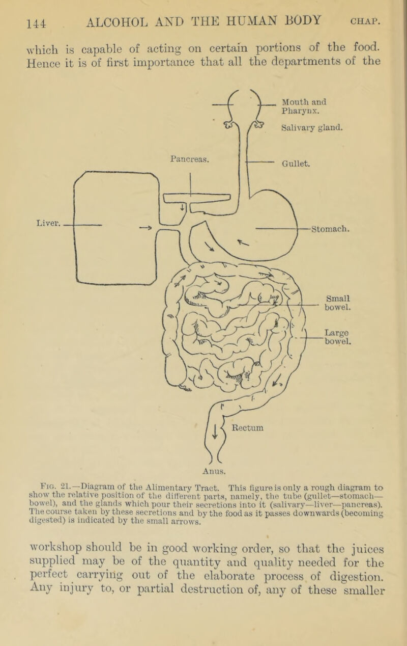 which is capable of acting on certain portions of the food. Hence it is of first importance that all the departments of the Fio. 21.—Diagram of th« Alimentary Tract. This figure is only a rough diagram to show the relative position of tlie ditl'erent parts, namely, tiie tube (gullet—stomach— bowel), and the glands which pour their secretions into it (salivary—liver—pancreas). The course taken by these secretions and by the food as it passes downwai-ds (becoming digested) is indicated by the small arrows. workshop should be in good working order, so that the juices supplied may be of the quantity and quality needed for the perfect carrying out of the elaborate process of digestion. Any injury to, or partial destruction of, any of these smaller