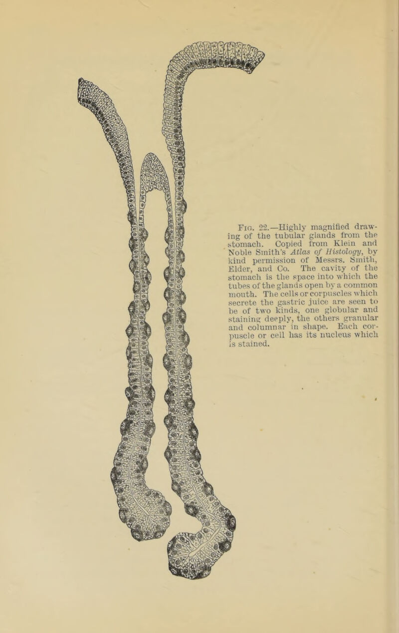 Fio. 22.—Highly magnified draw- ing of the tubular glands from the stomach. Copied from Klein and Noble Smith’s Atlas of Histology, by kind permission of Messrs. Smith, Elder, and Co. The cavity of the stomach is the space into which the tubes of the glands open hy a common mouth. The cells or corpuscles which secrete the gastric juice are seen to he of two kinds, one globular and staining deeply, the others granular and columnar in shape. Each cor- ])uscle or cell has its nucleus which is stained.