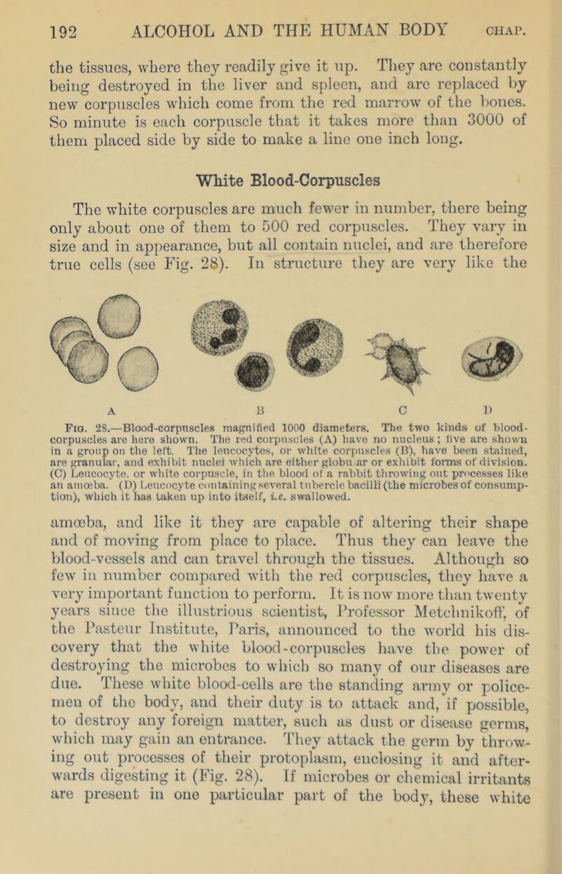 the tissues, where they readily give it up. They are constantly being destroyed in the liver and spleen, and arc replaced by new corpuscles which come froni the red marrow of the bones. So minute is each corpuscle that it takes more than 3000 of them placed side by side to make a line one inch long. Wliite Blood-Corpuscles The white corpuscles are much fewer in number, there being only about one of them to 500 red corpuscles. They vary in size and in api)earance, but all contain nuclei, and are therefoi-e true cells (see Fig. 28). In structure they are very like the A n Cl) Fio. 2S.—Blood-corpnscles magnified 1000 diameters. The two kinds of blood- corpuscles are here shown. The red corpuscles (A) h.ivo no nucleus; five are shown in a group on the left. The leucocytes, or while corpuscles (B), have been stained, are granular, and exhibit nuclei which are either globu ar or exhibit forms of division. (C) Leucocyte, or white corpuscle, in the blood of a rabbit throwing out proce.sses like an amcEba. (D) Leucocyte conlaining several tubercle bacilli (the microbes of consunip- tiou), which it has taken up into itself, i.c. swallowed. amoeba, and like it they are capable of altering their shape and of moving from place to place. Thus they can leave the blood-vessels and ctin travel through the tissues. Although so few in number compared with the red corpuscles, they have a very important function to perform. It is now more than twenty years since the illustrious scientist, Professor Metchnikoft', of the Pasteur Institute, I’aris, announced to the world his dis- covery that the white blood-corpuscles have the power of destro^ung the microbes to which so many of our diseases are due. These white blood-cells are the standing army or police- men of the body, and their duty is to attack and, if possible, to destroy any foreign matter, such as dust or disease germs, which may gain an entrance. They attack the germ by throw- ing out processes of their protoplasm, enclosing it and after- wards digesting it (Fig. 28). If microbes or chemical irritants are present in one particular part of the body, these white