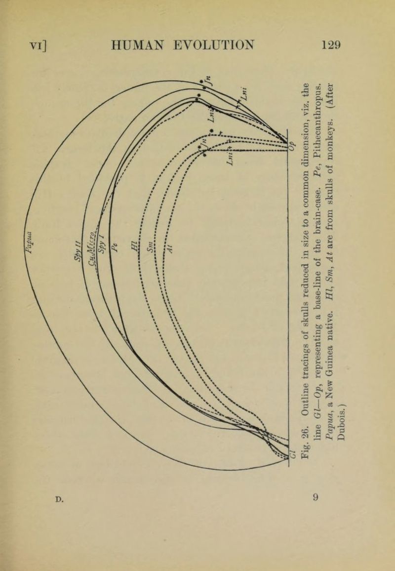 D, 9 Fig. ‘2(). Outline tracings of skulls reduced in size to a common dimension, viz. the line Gl—Op, representing a base-line of the brain-case. Pe, Pithecanthropus. Papua, a New Guinea native. HI, Sm, At are from skulls of monkeys. (After Dubois.)