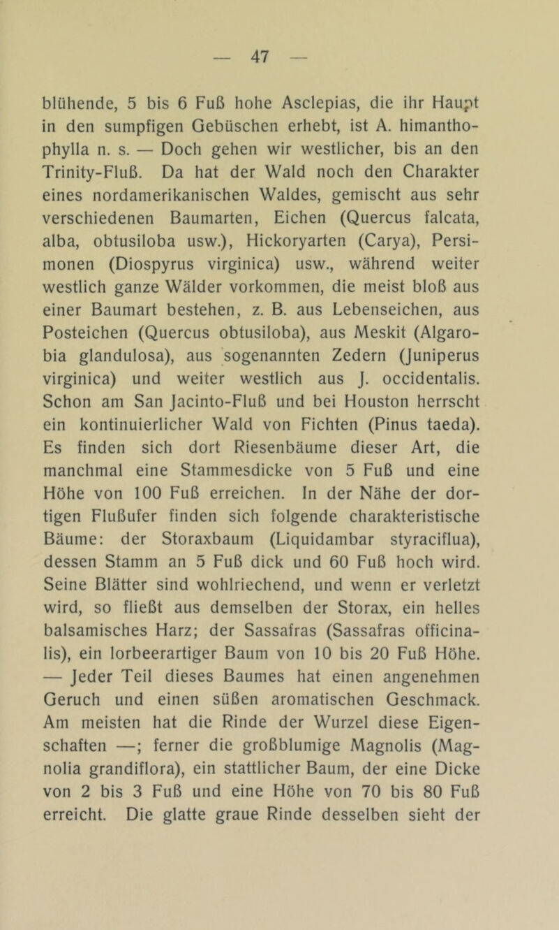 blühende, 5 bis 6 Fuß hohe Asclepias, die ihr Haupt in den sumpfigen Gebüschen erhebt, ist A. himantho- phylla n. s. — Doch gehen wir westlicher, bis an den Trinity-Fluß. Da hat der Wald noch den Charakter eines nordamerikanischen Waldes, gemischt aus sehr verschiedenen Baumarten, Eichen (Quercus falcata, alba, obtusiloba usw.), Hickoryarten (Carya), Persi- monen (Diospyrus virginica) usw., während weiter westlich ganze Wälder Vorkommen, die meist bloß aus einer Baumart bestehen, z, B. aus Lebenseichen, aus Posteichen (Quercus obtusiloba), aus Meskit (Algaro- bia glandulosa), aus sogenannten Zedern (Juniperus virginica) und weiter westlich aus J. occidentalis. Schon am San Jacinto-Fluß und bei Houston herrscht ein kontinuierlicher Wald von Fichten (Pinus taeda). Es finden sich dort Riesenbäume dieser Art, die manchmal eine Stammesdicke von 5 Fuß und eine Höhe von 100 Fuß erreichen. In der Nähe der dor- tigen Flußufer finden sich folgende charakteristische Bäume: der Storaxbaum (Liquidambar styraciflua), dessen Stamm an 5 Fuß dick und 60 Fuß hoch wird. Seine Blätter sind wohlriechend, und wenn er verletzt wird, so fließt aus demselben der Storax, ein helles balsamisches Harz; der Sassafras (Sassafras officina- lis), ein lorbeerartiger Baum von 10 bis 20 Fuß Höhe. — Jeder Teil dieses Baumes hat einen angenehmen Geruch und einen süßen aromatischen Geschmack. Am meisten hat die Rinde der Wurzel diese Eigen- schaften —; ferner die großblumige Magnolis (Mag- nolia grandiflora), ein stattlicher Baum, der eine Dicke von 2 bis 3 Fuß und eine Höhe von 70 bis 80 Fuß erreicht. Die glatte graue Rinde desselben sieht der