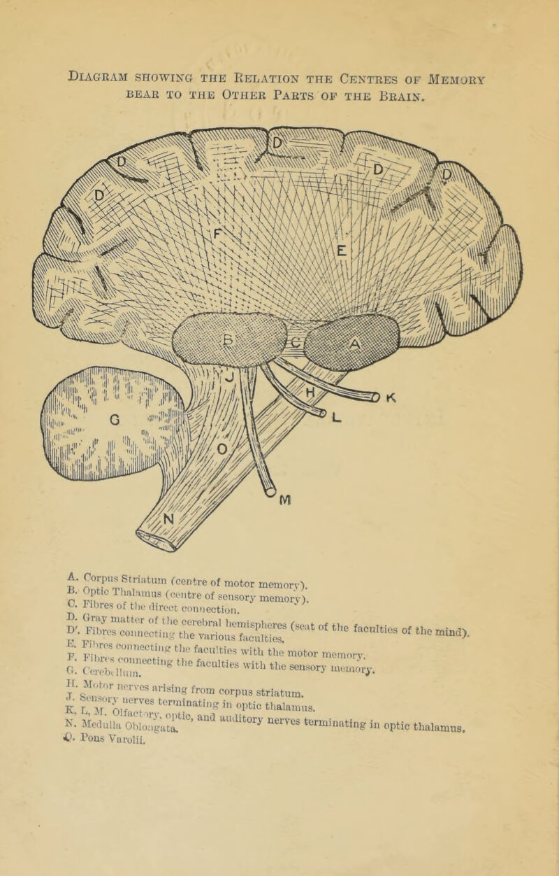 Diagram showikg the Relation the Centres of Memory BEAR to the Other Parts of the Brain. A. B. c. B. D'. E. F. G. H. J. K, N. Corpus Striutum fcentrc of motor memorv). p 1C Tlmlumus (centre of sensory memorv). Fibres of the direct connection. -* *'»«»- Fibres eonneetintr the facilities with the’ motor memorv C ei-e-::ihnm  Motor nerves arising from corpus striatum, feursory nerves terminating in optic thalainns. Medulla Oblongata. nerves terminating in optic thalami Fous Varolii. < I