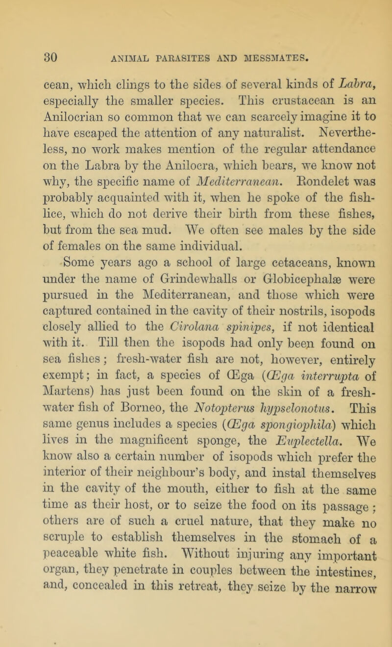 cean, which clings to the sides of several kinds of Lahra, especially the smaller sxiecies. This crustacean is an Anilocrian so common that we can scarcely imagine it to have escaped the attention of any natiiraUst. Neverthe- less, no work makes mention of the regular attendance on the Lahra by the Anilocra, which bears, we Imow not why, the specific name of Mediterranean. Eondelet was probably acquainted wdth it, when he spoke of the fish- lice, which do not derive their birth from these fishes, but from the sea mud. We often see males by the side of females on the same individual. Some years ago a school of large cetaceans, knowui under the name of Grindewhalls or Globicephalae were pmsiied in the Mediterranean, and those which were captured contained in the cavity of their nostrils, isopods closely allied to the Cirolana spinipes, if not identical with it. Till then the isopods had only beep found on sea fishes; fresh-water fish are not, however, entirely exempt; in fact, a species of CEga {CEga interrupta of Martens) has just been found on the skin of a fresh- water fish of Borneo, the Notopterus hypselonotus. This same genus includes a species {(Ega spongiophila) which lives in the magnificent sponge, the Enpilectella. We know also a certain number of isopods which prefer the interior of their neighbour’s body, and instal themselves in the cavity of the mouth, either to fish at the same time as their host, or to seize the food on its passage; others are of such a cruel natme, that they make no scruple to establish themselves in the stomach of a peaceable white fish. Without injuring any important organ, they penetrate in couples between the intestines, and, concealed in this retreat, they seize by the narrow