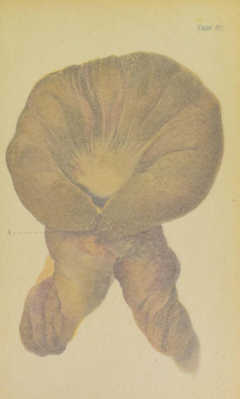 ~r * % iß . 4y. f Jajei IV.