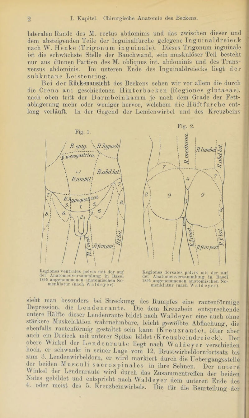 lateralen Rande des M. rectus abdominis und das zwischen dieser und dem absteigenden Teile der Inguinalfurclie gelegene Ingninaldreieck nach W. Henke (Trigonum inguinale). Dieses Trigonum inguinale ist die schwächste Stelle der Bauchwand, sein muskulöser Teil besteht nur aus dünnen Partien des M. obliquus int. abdominis und des Trans- versus abdominis. Im unteren Ende des Inguinaldreiecks liegt der subkutane Leistenring. Bei der Rückenansiclit des Beckens sehen wir vor allem die durch die Crena ani geschiedenen Hinterbacken (Regiones glutaeae), nach oben tritt der Darmbeinkamm je nach dem Grade der Fett- ^ ablagerung mehr oder weniger hervor, Avelchem die Hilft furche ent- • lang verläuft. In der Gegend der LendeuAvirbel und des Kreuzbeins Fig. 1. Kogione.s veutniles ])elvis mit dev auf der Aiiatomouvevsammlung in Hasel 189B angenoinmeueii anatomischen No- menklatur (nach Waldeyev). Fig. 2. Regiones dorsales pelvis mit der auf der Anatomenversammlung in Hasel 1895 angenommenen anatomischen No- menklatur (nach W a 1 d e y e r). sieht man besonders bei Streckung des Rumpfes eine rautenförmige Depression, die Lenden r a u t e. Die dem Kreuzbein entsprechende untere Hälfte dieser Lendenraute bildet nach Waldeyer eine auch ohne stärkere Muskelaktion wahrnehmbare, leicht gewölbte Abflachung, die ebenfalls rautentörmig gestaltet sein kann (Kreuzraute), öfter aber auch ein Dreieck mit unterer Spitze bildet (Kreuzbeindreieck). Der obeie Winkel dei Lendenrtiute liegt nach VV aldeyer verschieden hoch, er sclnvankt in seiner Lage vom 12. Brustwirbeldornfortsatz bis zum 3. Lendenwirbeldorn, er Avird markiert durch die Uebergangsstelle aaT- M^ u s c 111 i s a c r o s p i n a 1 e s in ihre Sehnen. Der u nt e r e Winkel der Lendenraute Avird durch das Ziisammentretten der beiden iNates gebildet und entspricht nach Waldeyer dem unteren Ende des 4. oder meist des 5. Kreuzbeinwirbels. Die für die Beiirteiliino- der