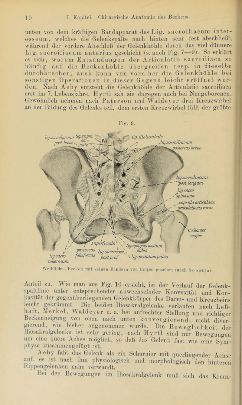 unten von dem kräftigen Banda})parat des Lig. sacroiliacum inter- osseuni, welches die Gelenkspalte nach hinten sehr fest abschließt, während der vordere Abschluß der Gelenkhöhle durch das viel dünnere Lig. sacroiliacum anterius geschieht (s. auch Fig. 7—9). So erklärt es sich, warum Entzündungen der Articulatio sacroiliaca so häufig auf die Beckenhöhle übergreifen resp. in dieselbe durchbrechen, auch kann von vorn her die Gelenkhöhle bei sonstigen Operationen in dieser Gegend leicht eröffnet wer- den. Nach Aeby entsteht die Gelenkhöhle der Articulatio sacroiliaca erst im 7. Lebensjahre, Hyrtl sah sie dagegen auch bei Neugeborenen. Gewöhnlich nehmen nach Paterson und Waldeyer drei Kreuzwirbel an der Bildung des Gelenks teil, dem ersten Kreuzwirbel fällt der größte Fig. 9. liqsacroiliacum üSI-Siipra ^ 'VO liff üL üLohvnbaLe Ug.sacroiliacim vostenus breve !/ Ugsacm- tuberosum ossiuni I prosessus sacrococc. s, pubis fakiformis pggipj^f \ lig.arcu(äumpi2bis Ug.sacroüiacuni ’^ost.longurri lig.sacro- ^spinjosüTU , capsuLa artiailaris articulationis coxae trodumter mqpor Weibliches Recken mit seinen Rändern von hinten gesehen mach Sobotta). ! Anteil zu. Wie man aus Fig. 10 ersieht, ist der Verlauf der Gelenk- spaltlinie unter entsprechender abwechselnder Konvexität und Kon- kavität der gegenüberliegenden Gelenkkörper des Darm- und Kreuzbeins leicht gekrümmt. Die beiden Iliosakralgelenke verlaufen nach Leb- haft, Merkel, Waldeyer u. a. bei aufrechter Stellung und richtiger Beckenneigung von oben nach unten konvergierend, nicht diN^r- ! gierend, wie bisher angenommen wurde. Die Beweglichkeit der Iliosakralgelenke ist sehr gering, nach Hyrtl .sind nin- Beweo-uno-en '' um eine quere Achse möglich, so daß das Gelenk fast wie eine Svm- physe zusammengefügt ist. ‘ | Aeby faßt das Gelenk als ein Scharnier mit querliegender Achse auf, es ist nach ihm physiologisch und morphologisch''’den hinteren Kippengelenkeii nahe verwandt. | Bei den Bewegungen im lliosakralgelenk muß sich das Kreuz- |!
