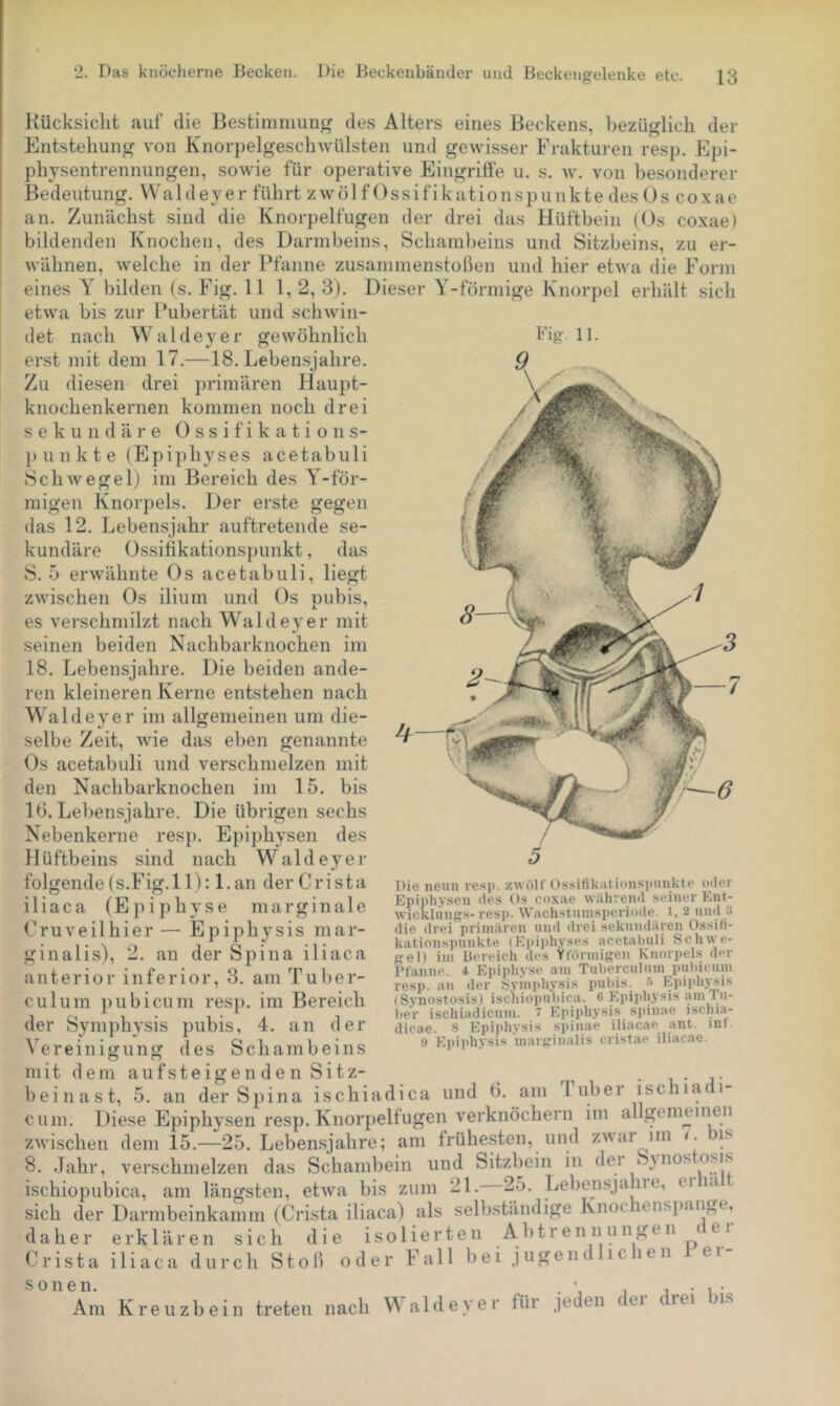 Kücksiclit auf die Bestimmung des Alters eines Beckens, bezüglich der Entstehung von Knorpelgeschwülsten und gewisser Frakturen resp. Epi- physentrennungen, sowie für operative Eingriffe u. s. w. von besonderer Bedeutung. VValdeyer führt zwölf Ossifikationspunkte des Os coxae an. Zunächst sind die Knorpelfugen der drei das Hüftbein (Os coxae) bildenden Knochen, des Darmbeins, Schambeins und Sitzbeins, zu er- wähnen, welche in der Pfanne zusammenstollen und hier etwa die Form eines Y bilden (s. Fig. 11 1, 2, 3). Dieser Y-förmige Knorpel erhält sich etwa bis zur Pubertät und schwin- det nach Waldeyer gewöhnlich Fig. 11. erst mit dem 17.—18. Leben.sjahre. Zu diesen drei primären Haupt- knochenkernen kommen noch drei sekundäre Ossifikations- punkte (Epiphyses acetabuli SchAvegelj im Bereich des Y-för- migen Knorpels. Der erste gegen das 12. Lebensjahr auftretende se- kundäre Ossifikationspunkt, das S. 5 erwähnte Os acetabuli, liegt zwischen Os ilium und Os pubis, es verschmilzt nach Waldeyer mit seinen beiden Nachbarknochen im 18. Lebensjahre. Die beiden ande- ren kleineren Kerne entstehen nach Waldeyer im allgemeinen um die- selbe Zeit, wie das eben genannte Os acetabuli und verschmelzen mit den Nachbarknochen im 15. bis 10. Lebensjahre. Die übrigen sechs Nebenkerne resp. Epiphysen des Hüftbeins sind nach Waldeyer folgende (s.Fig. 11): l.an der Crista iliaca (Epiphyse marginale Cruveilhier — Epiphysis mar- ginali.s), 2. an der Spina iliaca anteriOl in fei lOl , 3. am Fuliei- resp. au der Syinphysi.s pubis. 5 Epiphysis culum iiubicum resii. im Bereich (Synostosis) ischiopubica ® D’ii'ijysis tu- , ri ^ 1 • 1-4 1 i'cr ischiadicuui. ‘ Ei)iphysis sjuiiae iscliia- (ler öymphvsis pubis, 4. an der dicae. 8 Epiphysis spiuae iliacae ant. inf. A” ■ • 1 Ol i * « 9 Euiuhvsis inarcriualis eristae iliacae. \ereinigung des Schambeins » i.puu.isi f, o o mit dem aufsteigenden Sitz- ^ • i • j- beinast, 5. an der Spina ischiadica und 0. am luber ischiadi- cum. Diese Epiphysen resp. Knorpelfugen verknöchern im allgemeinen zwischen dem 15.—25. Leben.sjahre; am frühesten, und zwar im /. is 8. .Jahr, verschmelzen das Schambein und Sitzbein in dei ischiopubica, am längsten, etwa bis zum 21. 25. Lebensjahie, ei la sich der Darmbeinkamm (Crista iliaca) als selbständige Knochenspange, daher erklären sich die isolierten Abtrennungen Die uetiu resp. zwölf Ossilikatiouspnukte oder Epipiij'seu des Os coxae während seiner p:nt- wickluugs-resp. Wachstumsperiode. 1, 2 und 3 die drei primären und drei sekundären Ossifi- kationspunkte (Ei)iphyses acetabuli Schwe- ge 1) im bereich des Yförmigen Knorpels der I’fanne. 4 Epiphyse am Tuberculum pubicum , ., .r...., 1.;.. 5 Epiphysis de r Crista iliaca durch S t o II oder Fall bei jugendlichen P e i Am Kreuzbein treten nach Waldeyer für jeden dei diei bis