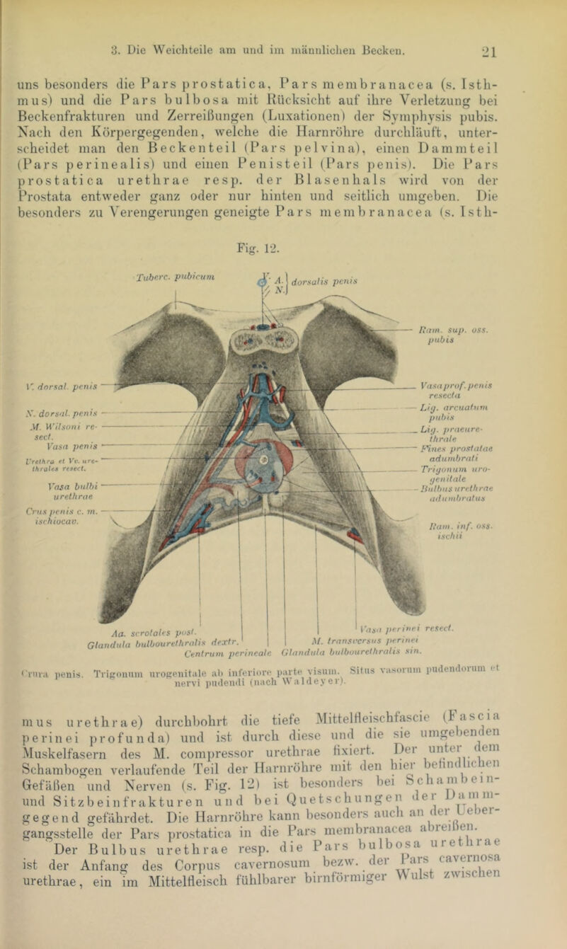 uns besonders die Pars prost atic a, Pars me m brau acea (s. Isth- mus) und die Pars bulbosa mit Kücksicht auf ihre Verletzung bei Beckenfrakturen und Zerreißungen (Luxationen) der Symphysis pubis. Nach den Körpergegenden, welche die Harnröhre durchläuft, unter- scheidet man den Becken teil (Pars pelvina), einen Damm teil (Pars perinealis) und einen Penisteil (Pars penis). Die Pars prostatica urethrae resp. der Bl äsen hals wird von der Prostata entweder ganz oder nur hinten und seitlich umgeben. Die besonders zu Verengerungen geneigte Pars membranacea (s. Isth- Fig. 12. Hitm. sup. oss. pubis Tubf'rc. pubicum [ dorsalis penis A’.J Aa. scrotales pcsi- Glandula bulbourctlirnlis dextr. Centrum perineale i'asa prrinri resect. M. trnnsrersus prrinei Glandula bulbuurethralis sin. l'. dorsal, penis .V. dorsal, penis M. W’llsoni re- sect. ^asa penis VTtthra Vv. «rc- throits resect. Vasa prof. penis resecta Li<j. arcuafuTu pubis Liij. j>raeure- thrale !'''ines prostatae adumbrati Triijonum uro- ijenitale Jiutbus urethrae adu nibratus /{am. inf. oss. ischii Vasa bulbi urethrae Crus penis c. m. ischiocav. v • iMiva ))enis. Trigouuiii urogenitale ab inferiore jiarte visuni. Situs \asoiuin luidendoium (t nervi pudendi (nach Waldeyer). nius urethrae) durchbohrt die tiefe MittelHeischfascie (1 ascia perin ei profunda) und ist durch diese und die sie umge Jemen Muskelfasern des M. comjjressor urethrae fixiert. Der untei t em Schambogen verlaufende Teil der Harnröhre mit den hie^ Je n( ic en Gefäßen und Nerven (s. Fig. 12) ist besonders bei Sciamjein und Sitzbeinfrakturen und bei Quetschungen lei gegend gefährdet. Die Harnröhre kann besonders auch an ( ei e ler gangsstelle der Pars iiro.static.a in die Pars membranacea a lei en. De,- Bulbus ukthi-ae ,esp. die Pa.s bulbosa uretlu-ae ist der Anfang des Corpus cavernosum bezw. der 1 ars cavernosa urethrae, ein nn Mittelfleisch fühlbarer bimförmiger Wulst zwisclien