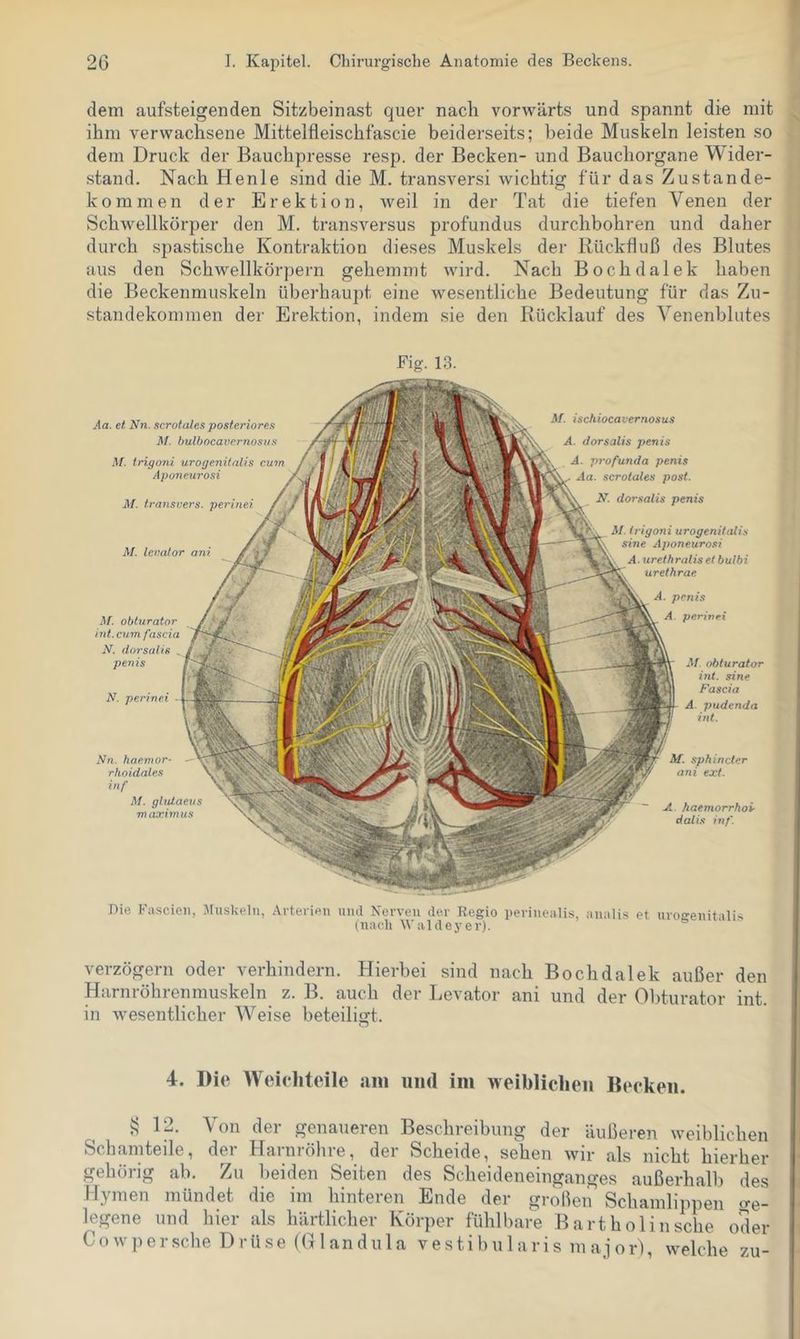 dem aufsteigenden Sitzbeinast quer nach vorwärts und spannt die mit ihm verwachsene Mittelfleischfascie beiderseits; beide Muskeln leisten so dem Druck der Bauchpresse resp. der Becken- und Bauchoi'gane Wider- stand. Nach Henle sind die M. transversi wichtig für das Zustande- kommen der Erektion, weil in der Tat die tiefen Venen der Schwellkörper den M. transversus profundus durchbohren und daher durch spastische Kontraktion dieses Muskels der Rückfluß des Blutes aus den Schwellkörpern gehemmt wird. Nach Bochdalek haben die Beckenmuskeln überhaupt eine wesentliche Bedeutung für das Zu- standekommen der Erektion, indem sie den Rücklauf des Venenblutes Fig. 13. .4a. et Nn. scrotales posterioren M. bulbocavcrnosus M. trigoni urogenilalis cum Aponeurosi M. transvers. perinei M. leralor ani N. perinei Nn. hae.mor- rhoidales inf M. ghUaeus m axim us M. Obturator int. sine Fascia A. pudenda int. M. Obturator int. cum fascia N. dorsalis penis M. ischiocavernosus A. dorsalis penis A. profunda penis Aa. scrotales post. N. dorsalis penis M. trigoni urogenitalis sine Aponeurosi A. urethralis et bulbi urethrae A. penis A. perinei M. sphincter ani exl. A. haemorrhoi- datis inf. Die Fascien, Muskeln, Arterien uiul Nerven der Regio perinealis, analis et urogenitalis (nach Wal de 3^ er). verzögern oder verhindern. Hierbei sind nach Bochdalek außer den Harnröhrenmuskeln z. B. auch der Levator ani und der Obturator int. in wesentlicher Weise beteiligt, O 4. Die Weiehteile am und im weiblichen Deeken. 12. Von der genaueren Beschreibung der äußeren weiblichen Schamteile, der Harnröhre, der Scheide, sehen wir als nicht hierher gehörig ab. Zu beiden Seiten des Scheideneinganges außerhalb des Hymen mündet die im hinteren Ende der großen Schamlippen ge- legene und hier als härtlicher Körper fühlbare Bart holin sehe oder C 0 w ]) e r sehe Drüse (HI a n d u 1 a v e s t i b u 1 a r i s m aj o r), welche zu-