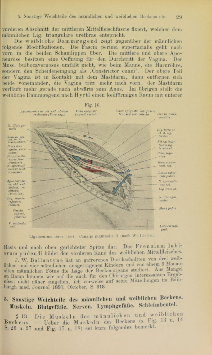vorderen Abschnitt der mittleren Mittellleischfascie fixiert, welcher dem männlichen Lig. trianguläre urethrae entspricht. Die weibliche Dammgegend zeigt gegenüber der männlichen folgende Modifikationen. Die Fascia perinei superfacialis geht nach vorn in die beiden Schamlippen über. Die mittlere und obere Apo- neurose besitzen eine Oeffhung für den Durchtritt der Vagina. Der Muse, bulbocavernosus umfaßt nicht, wie beim Manne, die Harnröhre, sondern den Scheideneingang als „Constrictor cunni“. Der obere Teil der Vagina ist in Kontakt mit dem Mastdarm, dann entfernen sich beide voneinander, die Vagina tritt mehr nach vorn, der Mastdarm verläuft mehr gerade nach abwärts zum Anus. Im übrigen stellt die weibliche Dammgegend nach Hyrtl einen keilförmigen Kaum mit unterer Fig. IG. Ap'ineurosis m. ohl. ext. abdom reclinata {I’ars sup.) ]'asa epigaslr. superf. reseela S. ilioingui nalis Stetiones »n.TO. obL int. et tran»v. abäom. Processus vagifi- peri’ ionaei Plicascmilu naris fase, traiisvers. N. sperviati cus ext. et M. crttnasler Aponeurosis m. obl. ext. abdom. re cUnata (Pars iuf > Liy. inguin. refieru m (Cottf.^ii l'asr.ia super f femuris y. pudettda ext. FaÄ’a epigastr. inf. fascia traiisrersali obtecta Fascia trans versalis Lig. ieres ut. et A lig. teretis. Fibraeinser- tionis lig. teretis ut. Crus supe- rius Farn. r. sper- mal. ext. Locus tuber- ruh pubici X. spermati' nts ext. Lig. teres ul y. ilioiugui- na/IX Mons pubis Labiummaj. pud. teros Uteri, ('analis iiiguinalis II (narli Waldeyer). Basis und nach oben gerichteter Sj)itze dar. Das Frenulum lahi- orum pudendi bildet den vorderen Kand des w'eiblichen Mittelfleisches. J. W. Ballantyne Hat an gefrorenen Durchschnitten von drei weib- lichen und vier männlichen ausgetragenen Kindern und von einem 6 Monate alten männlichen Fötus die Lage der Beckenorgane studiert. Aus Mange an Raum können wir auf die auch für den Chirurgen interessanten Frge nisse nicht näher eingehen, ich verweise auf seine Mitteilungen im L in- burgh med. Jonrnal 1890, Oktober, S. 313. Sonstige Weichteile des inäiiiilielien und weiblichen Becke. Muskeln. Blutgefäße. Nerven. Lymphgefäße. Sclileiinbeutel. ns. 13. Die Muskeln des männliehen und weiblichen ecke ns. — Ueber die Muskeln des Beckens (s. big. 13 m i + 26 u. 27 und Fig. 17 u. 18) sei kurz folgendes bemerkt.