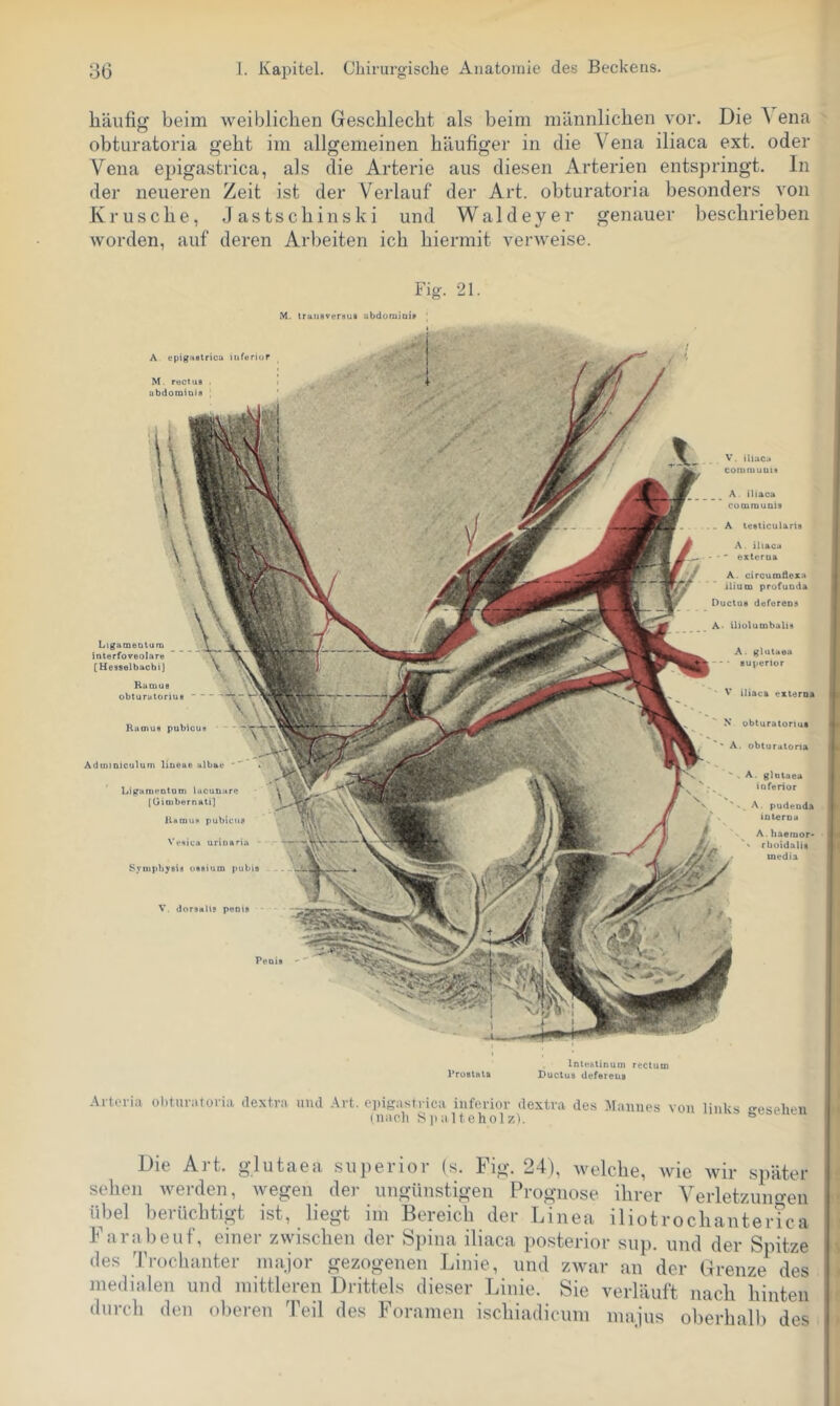 häufig beim weiblichen Geschlecht als beim männlichen vor. Die A ena obturatoria geht im allgemeinen häufiger in die Vena iliaca ext. oder Vena epigastrica, als die Arterie aus diesen Arterien entspringt. In der neueren Zeit ist der Verlauf der Art. obturatoria besonders von K rusche, Jastschinski und Waldeyer genauer beschrieben worden, auf deren Arbeiten ich hiermit verweise. Die Art. glutaea superior (s. Fig. 24), welche, wie wir später sehen werden, wegen der ungünstigen Prognose ihrer Verletzuno-en übel berüchtigt ist, liegt im Bereich der Linea iliotrochanterTca Farabeuf, einer zwischen der Spina iliaca posterior sup. und der Spitze des Trochanter major gezogenen Linie, und zwar an der Grenze^ des medialen und mittleren Drittels dieser Linie. Sie verläuft nach hinten durch den oberen Teil des Foramen ischiadicum inajus oberhalb des Fig. 21. M. traiisversui ubdomiui» A epigaetricu inferior M. rectuB , i ubdomiai» LigameDtura Interfoveolare [Uesselbacbi] Ramue , obturuloriue Rumue pubicua Adtniniculum liueae albac *  •' LiganieDtQm Licunurc (Giaibernati] RMcuuti pubicuB Vt‘»iica urinaria • ’ r SyuipbysiB uBBium pubis V. dorBaH? peoin V. iliacu coniruuuu A. iliaca coairouaiB . A teaticuUris A. iliaca ' ' extcrua A. circumäeza iliuQD profuDda Ductus döfercDB A- üiülutnbaliB A. glutaeu superior ' V iliaca externa N obturatorius - A. obturatoria ' - , A. glutaea ^ inferior 'X A, pudeuda ‘ X ioteroa 's A. haenior> rboidalis inedia Intestinum rectum Prostata Ductus defereus Ai tevia ot)tur;ttoria de.xtra und .\rt. c])igastrica inferior dextra des Jinnnes von links cesehen ! (nach Siialteholzk ^