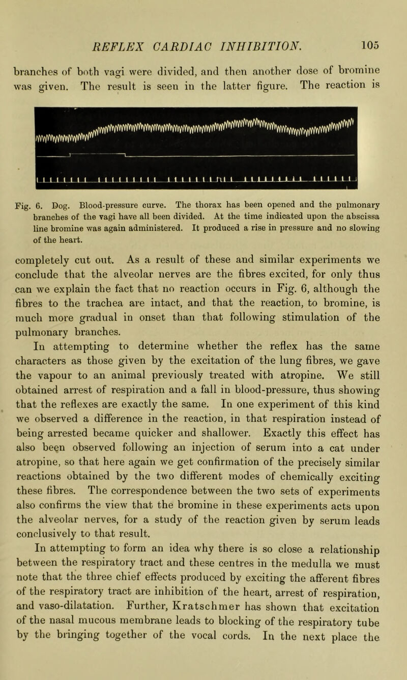 branches of both vagi were divided, and then another dose of bromine was given. The result is seen in the latter figure. The reaction i.s Fig. 6. Dog. Blood-pressure curve. The thorax has been opened and the pulmonary branches of the vagi have all been divided. At the time indicated upon the abscissa line bromine was again administered. It produced a rise in pressure and no slowing of the heart. completely cut out. As a result of these and similar experiments we conclude that the alveolar nerves are the fibres excited, for only thus can we explain the fact that no reaction occurs in Fig. 6, although the fibres to the trachea are intact, and that the reaction, to bromine, is much more gradual in onset than that following stimulation of the pulmonary branches. In attempting to determine whether the reflex has the same characters as those given by the excitation of the lung fibres, we gave the vapour to an animal previously treated with atropine. We still obtained arrest of respiration and a fall in blood-pressure, thus showing that the reflexes are exactly the same. In one experiment of this kind we observed a difference in the reaction, in that respiration instead of being arrested became quicker and shallower. Exactly this effect has also been observed following an injection of serum into a cat under atropine, so that here again we get confirmation of the precisely similar reactions obtained by the two different modes of chemically exciting these fibres. The correspondence between the two sets of experiments also confirms the view that the bromine in these experiments acts upon the alveolar nerves, for a study of the reaction given by serum leads conclusively to that result. In attempting to form an idea why there is so close a relationship between the respiratory tract and these centres in the medulla we must note that the three chief effects produced by exciting the afferent fibres of the respiratory tract are inhibition of the heart, arrest of respiration, and vaso-dilatation. Further, Kratschmer has shown that excitation of the nasal mucous membrane leads to blocking of the respiratory tube by the bringing together of the vocal cords. In the next place the